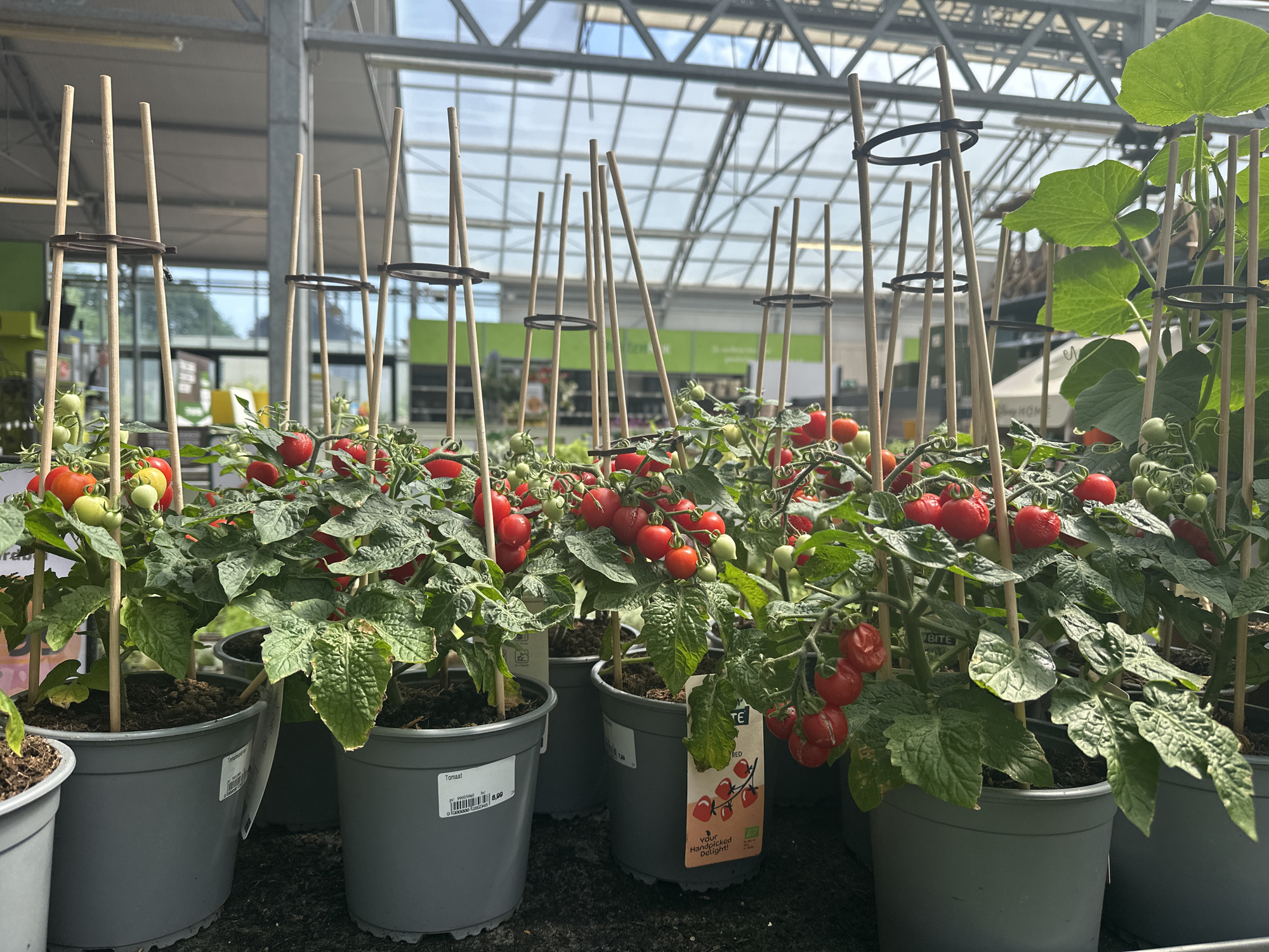 The image shows multiple potted tomato plants with ripe red and unripe green tomatoes, staked with wooden poles and supported by brown rings. The plants are arranged in grey plastic pots. In the background, a greenhouse structure with a glass roof and metal supports is visible, along with other plants and shelving. Some of the pots have labels, one of which reads "Tomaat" and displays a price of "6,99". Another label shows a picture of cherry tomatoes and the text "Your Handpicked Delight". The overall scene suggests a horticultural setting, likely a garden center or nursery, located within a greenhouse. The specific location in Tuk, Netherlands is not explicitly indicated by any visual cues in the image itself, but this information is provided as context. There are no people visible in the image.