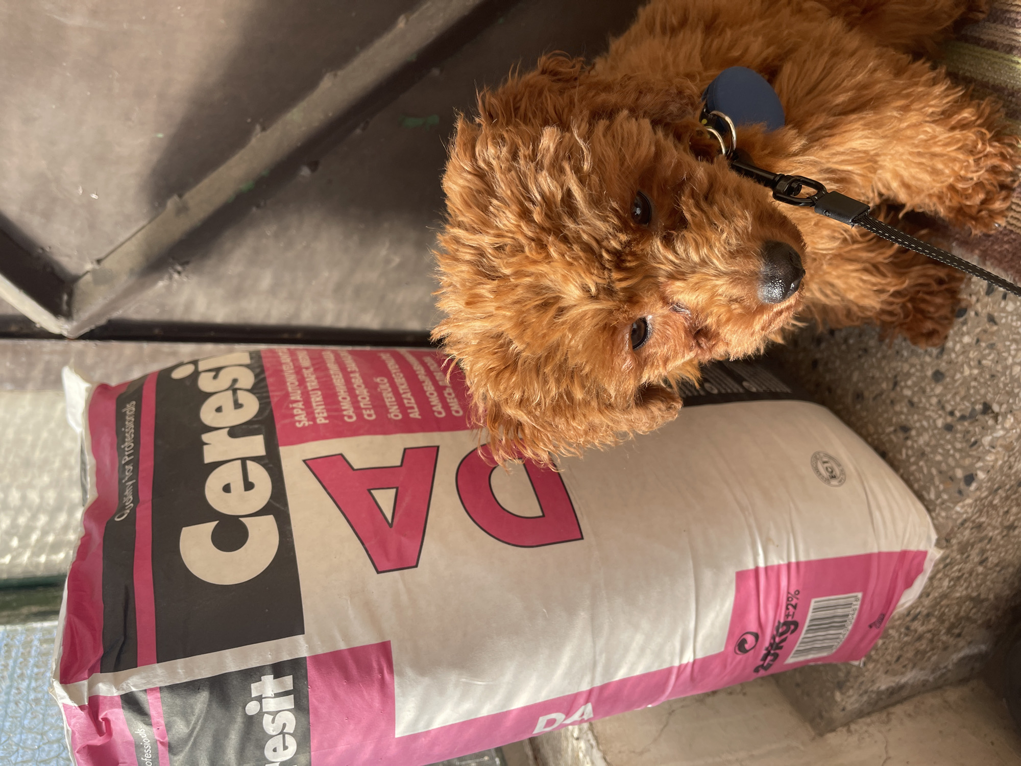 This image captures a small, fluffy, reddish-brown dog resting beside a large bag of construction material on a hard floor, likely in an indoor or semi-outdoor utility space in Sofia, Bulgaria.
The main subject is a small, curly-haired dog, possibly a poodle breed, with dark eyes and a black nose, looking directly at the viewer with a calm and curious expression. It wears a blue tag on its collar, and a black leash is attached, visible behind its head.
Adjacent to and partially underneath the dog is a large, white and pink bag. Prominently displayed text on the bag includes "Ceresit" and "DA" in large fonts. Smaller text reads "Quality for Professionals" and details the product in multiple languages, such as Romanian ("ŞAPĂ AUTONIVELANTĂ PENTRU TRAFIC MEDIU"), Bulgarian ("САМОНИВЕЛИРАЩА СЕ ПОДОВА ЗАМАЗКА"), Hungarian ("ÖNTERÜLŐ ALJZATKIEGYENLÍTŐ"), and Russian ("САМОВЫРАВНИВАЮЩАЯСЯ СМЕСЬ ДЛЯ ПОЛОВ"). This indicates the product is a self-leveling floor compound, with a weight marking of "25KG ±2%".
The setting features a grey, speckled floor, resembling concrete or terrazzo. In the upper left corner, a dark, angled metal structure, possibly part of a frame or support, is visible. The bright illumination suggests it is daytime. The combination of the multi-lingual packaging, particularly Bulgarian, and the utilitarian environment aligns with the given location context of Sofia, Bulgaria. The image portrays a tranquil moment with the dog resting amidst its surroundings.