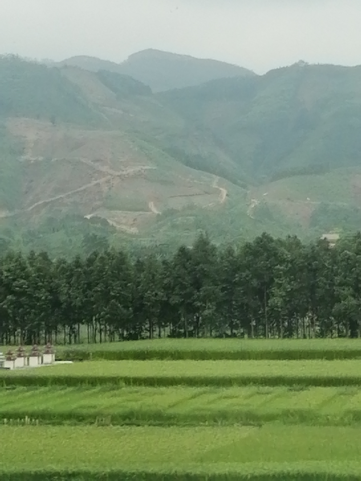 This image captures a serene, layered landscape under an overcast or hazy sky, likely in a rural area such as Chau Que, Vietnam. The soft, diffused light contributes to the muted tones of the scene.
In the immediate foreground, vibrant green agricultural fields are prominent, arranged in distinct horizontal bands or terraces, suggesting cultivation such as rice paddies. To the far left within these fields, a small cluster of light-colored, multi-tiered structures, possibly tombs or shrines, can be seen.
A dense band of tall, dark green trees forms a clear midground, acting as a natural transition between the cultivated fields and the distant mountainous terrain. These trees appear closely planted, forming a continuous line.
The background is dominated by a succession of rolling hills and mountains. These mountains feature a mix of green vegetation and patches of lighter, exposed earth, which might indicate terraced farming, areas of deforestation, or visible paths cut into the slopes. The furthest mountain ranges are enveloped in a pronounced atmospheric haze, appearing as soft, bluish-gray silhouettes against the sky.
No people or explicit activities are visible, and there is no discernible text in the image. The overall impression is one of tranquil natural beauty combined with human agricultural presence, under quiet, cloudy daytime conditions.