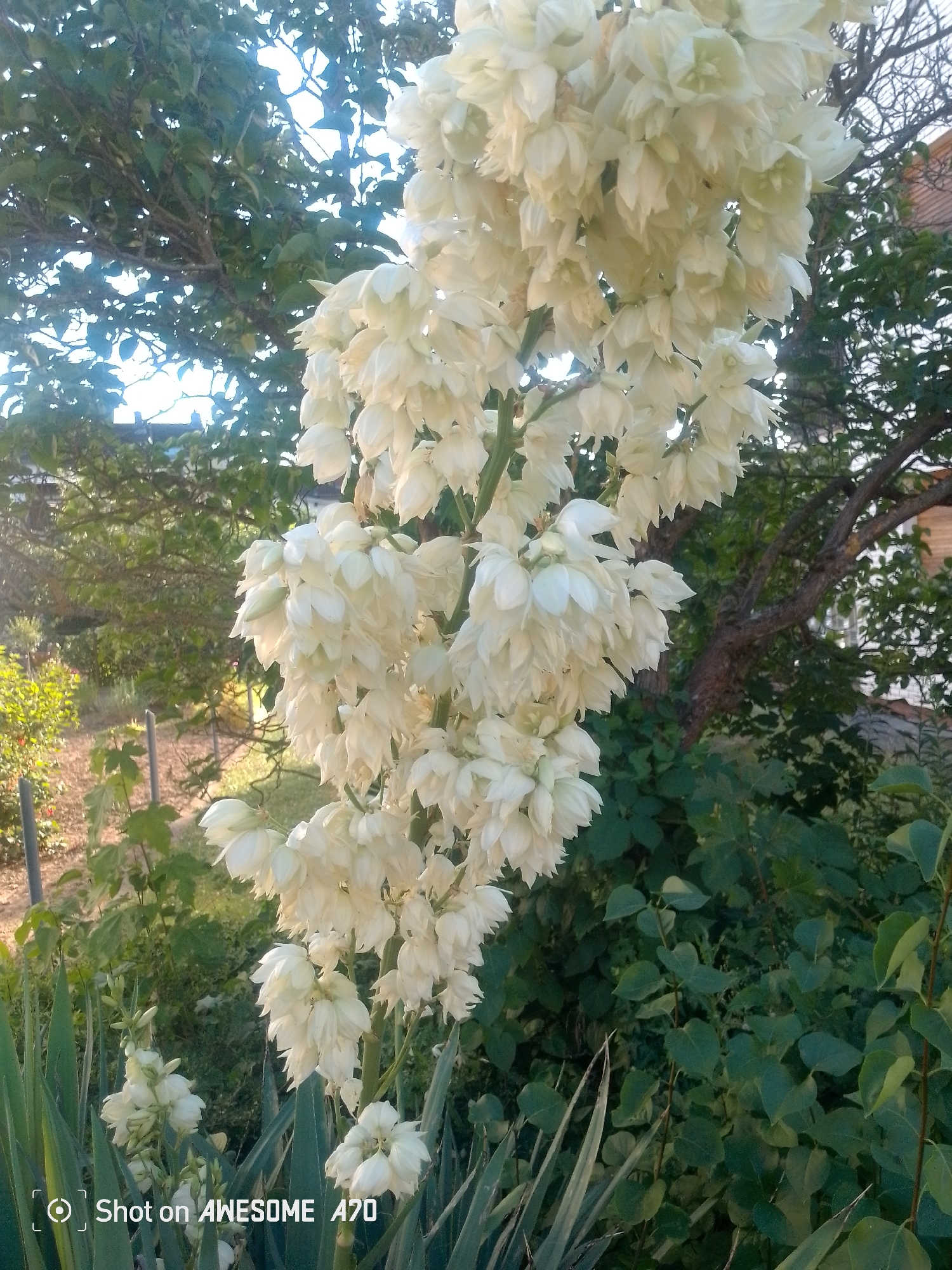 A close-up shot focuses on a large cluster of creamy white, bell-shaped flowers cascading down a thick stem. The flowers are densely packed, with many individual blooms still tightly closed or partially open, while others have unfurled to reveal their delicate petals. The plant appears to be a Yucca, possibly a Yucca gloriosa, known for its impressive floral displays.
Behind the prominent flower stalk, the background is filled with lush green foliage from trees and shrubs. Sunlight filters through the leaves, creating a dappled effect and suggesting it is daytime. In the mid-ground, there are hints of a garden or outdoor space with some wooden posts and dry earth, indicating a natural setting. A part of a building with a tiled roof is visible in the upper right portion of the image, and a building with a brick facade is visible in the upper right portion of the image. The overall scene is bright and airy, with a sense of natural beauty and tranquility.
In the lower left corner of the image, white text reads: "Shot on AWESOME A70". This indicates the camera or device used to capture the photograph. There are no visible people or specific events taking place, the focus is entirely on the botanical subject and its surroundings. The lighting and soft focus of the background suggest it may be late afternoon or early evening, when the light is softer.