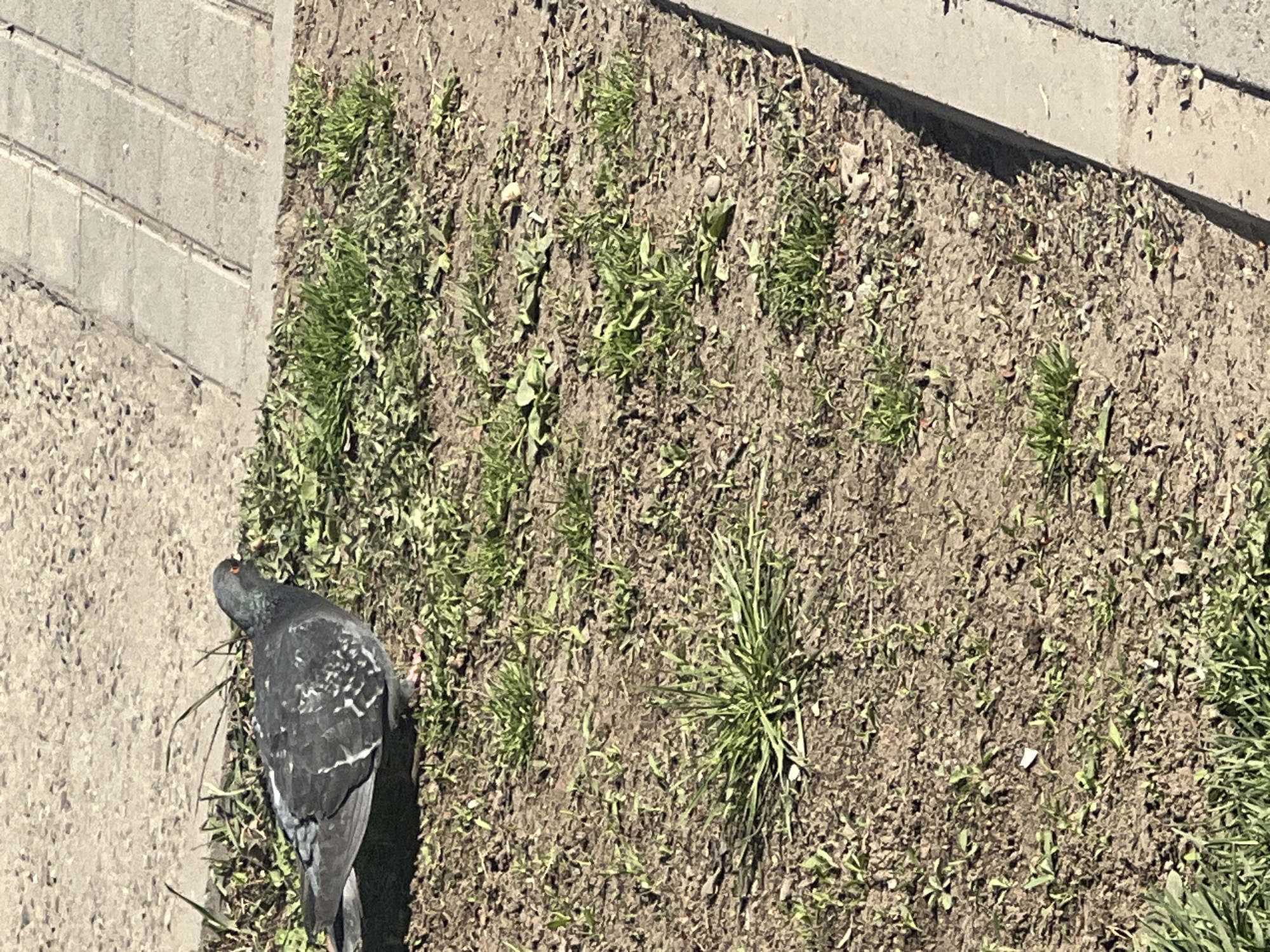 An overhead outdoor shot captures a common pigeon foraging or resting on the edge of a concrete path next to a patch of soil and sparse vegetation. The scene is brightly lit by direct sunlight, casting distinct shadows, suggesting it is daytime, likely late morning or early afternoon.
The pigeon, dark grey with white patterns on its wings, is positioned on the left side of the frame, facing away from the viewer but with its head slightly turned, revealing a reddish eye. To its right, and extending across the majority of the image, is a stretch of brownish, dry-looking soil dotted with numerous small patches of green grass and weeds. Some areas show denser clumps of grass, while others are very sparse.
Along the left edge of the image, a textured, light-grey concrete surface, possibly a sidewalk or paved area, borders the soil. Another smooth, grey concrete curb or raised edge runs along the top right portion of the frame, casting a shadow onto the adjacent soil. The ground appears uneven, with small stones and debris mixed into the soil. The overall setting implies an urban or suburban environment in Chaikovsky, Russia, where nature and human infrastructure intersect. There is no visible text.