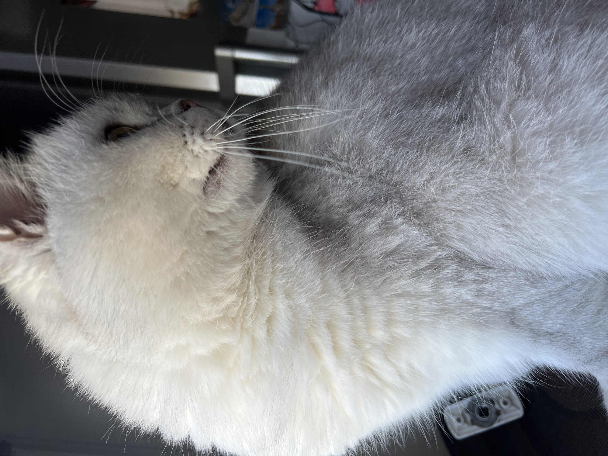 A close-up shot shows a white and grey cat with its head tilted upwards. Its whiskers are prominent, and the fur appears soft and well-groomed. The background is indistinct, but hints of a metallic structure and other objects are visible behind the cat. The location is Unknown, Unknown.