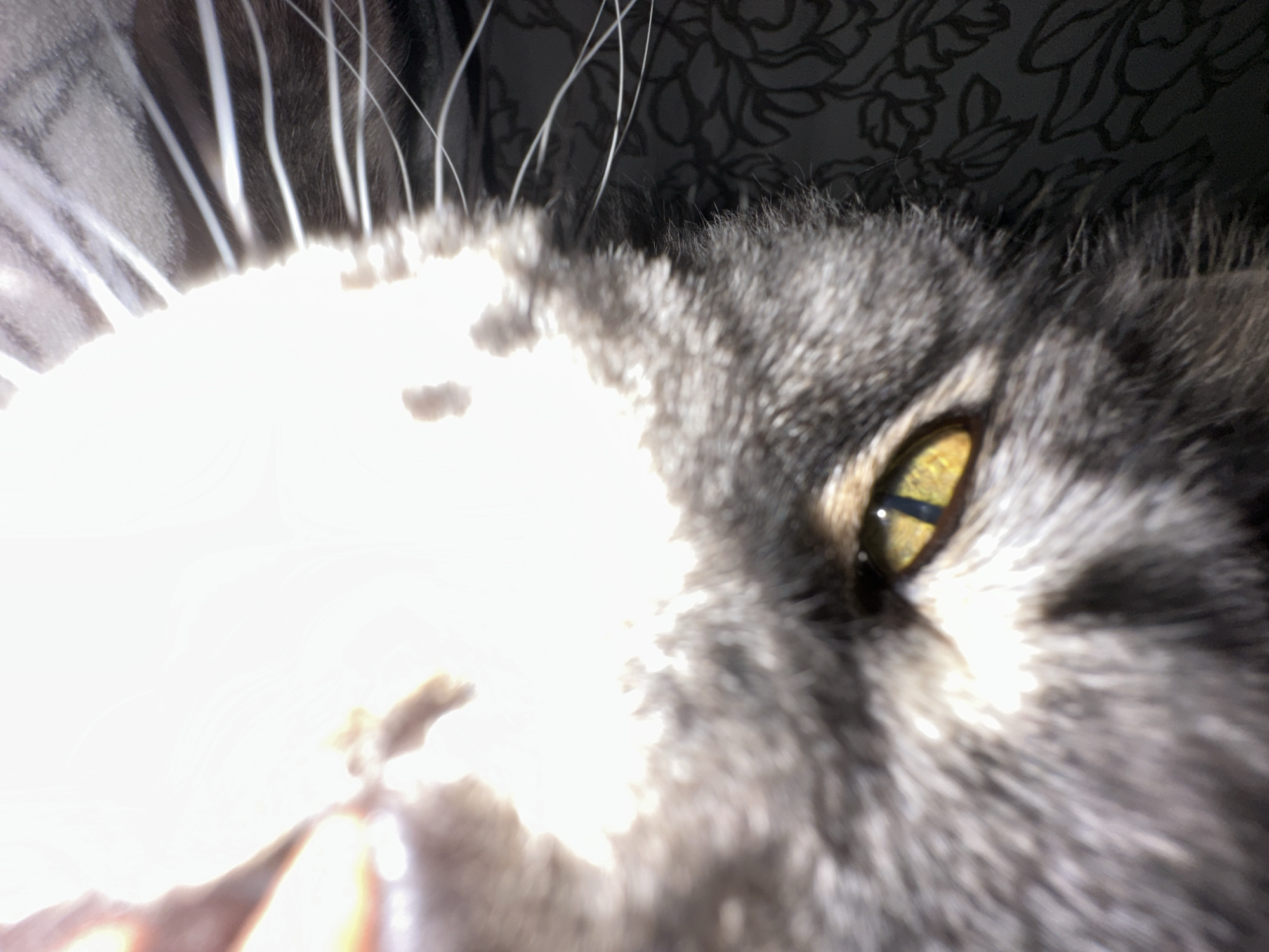 A close-up, distorted view of a grey tabby cat's face, with its right yellow eye in focus. The left side of the face is overexposed. The cat has white whiskers. The background is a dark, patterned surface. The image was captured indoors. The location of the image is unknown.