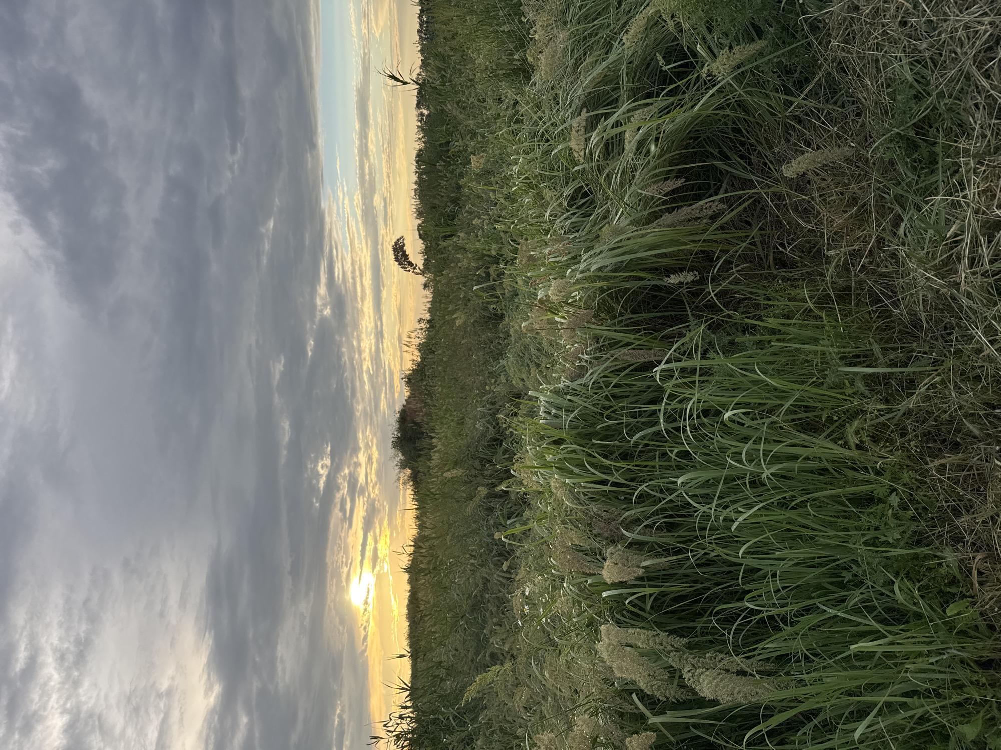 This image depicts a wide, natural landscape with a focus on tall grasses and vegetation. The sky is filled with a mix of gray, overcast clouds with patches of sunlight breaking through, suggesting either sunrise or sunset. The sun is visible as a bright orb to the left, casting a warm glow on the clouds and horizon. The foreground is dominated by dense, green grasses of varying heights, some of which have feathery seed heads. In the distance, there is a line of trees and shrubs, forming a natural border to the grassy area. The overall scene is one of a rural or undeveloped natural environment. There are no people or man-made structures visible. The location is identified as Mikhaylovsk, Russia.