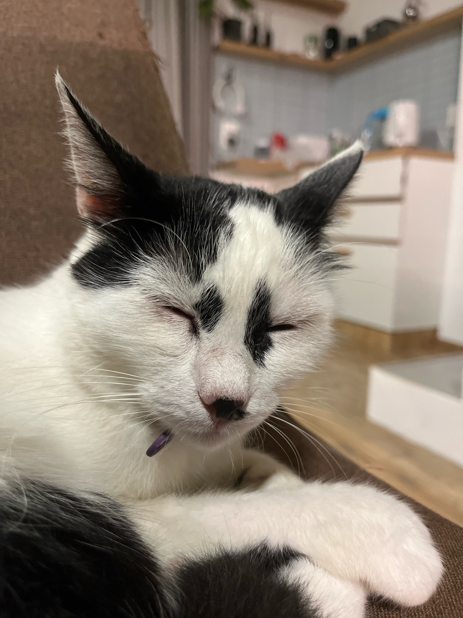 A close-up, eye-level shot shows a black and white cat with its eyes closed, appearing to be sleeping or resting. The cat is lying down, with its head tilted slightly to the right. Its fur is predominantly white with black patches on its head and back. A small purple tag is visible around its neck, suggesting it is a pet. The cat is resting on a brown, textured surface, possibly a couch or chair. The background is blurred, but hints at an indoor setting with kitchen elements, possibly in Ureki, Georgia. The lighting is soft and natural, casting gentle shadows.