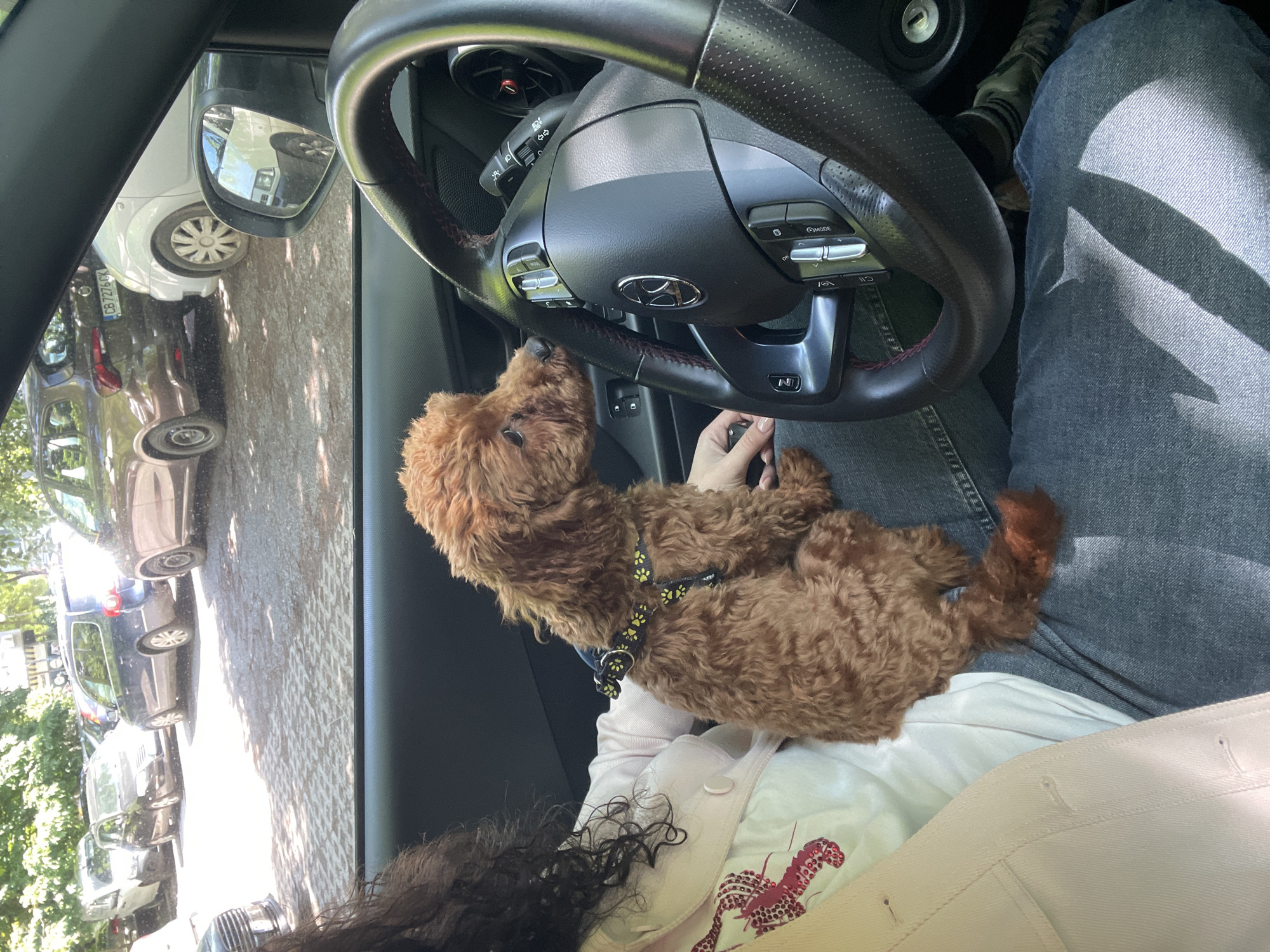 The photo, taken from within a car, depicts a small brown poodle resting on the lap of a person sitting in the driver's seat. The dog wears a black harness with yellow paw prints. The driver is wearing a light pink jacket with an illustration, light colored shirt, and blue jeans. The steering wheel has a Hyundai logo, and the car is parked on a street lined with parked cars on both sides, typical of urban parking. The location of the photo is Sofia, Bulgaria as indicated by the license plate seen on the car in the side view mirror (CB 7276 CK).