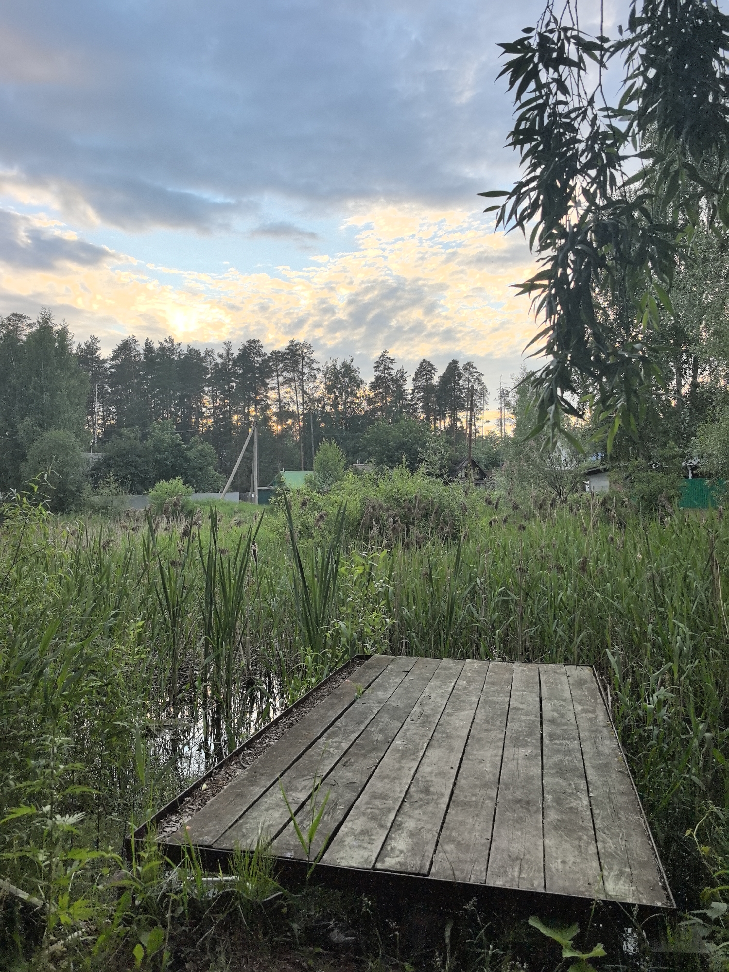 The image depicts a serene, overcast natural scene with a wooden platform in the foreground. The platform, constructed from weathered wooden planks, is situated at the edge of a body of water heavily overgrown with tall green reeds and other aquatic vegetation. Beyond the water, a dense forest of pine and deciduous trees forms the backdrop, with hints of residential structures peeking through the foliage. The sky above is a canvas of soft, muted grays and pale yellows, suggesting either early morning or late evening light filtering through the clouds. The location is identified as Noviy, Russia. There are no people or animals visible in the frame.