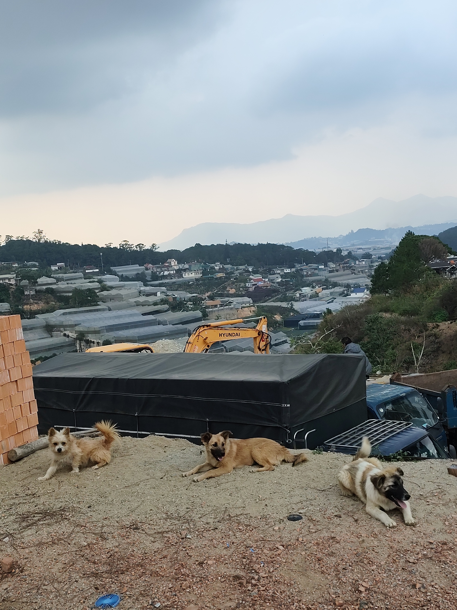 The image depicts three dogs resting on a dirt mound in Cam Ly, Đà Lạt, Vietnam. In the background is a landscape of hills and valleys filled with greenhouses. A yellow Hyundai excavator and a blue truck are partially visible. A stack of red bricks sits to the left of the dogs. The sky is overcast.
