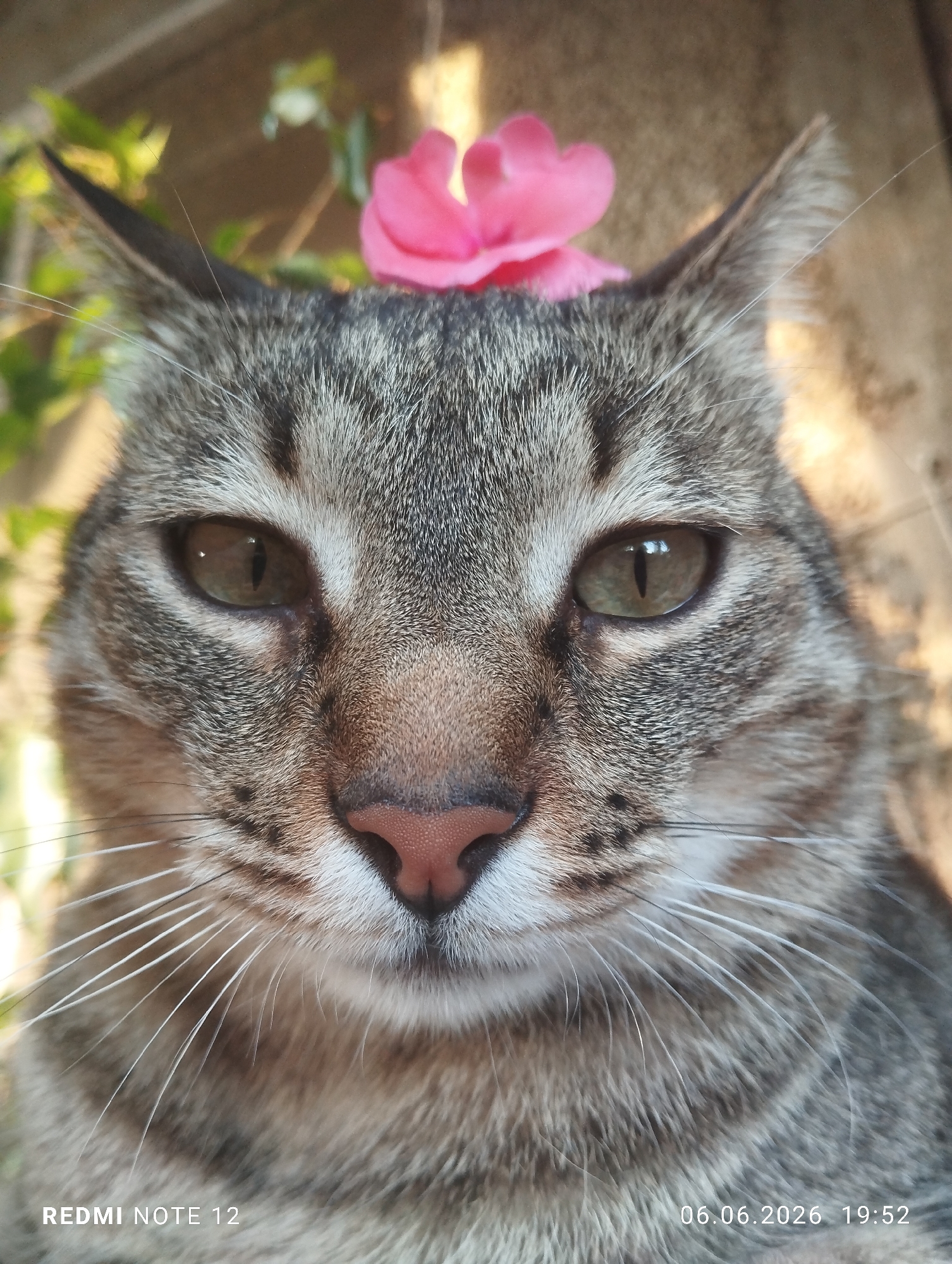 The image displays a close-up, frontal portrait of a domestic short-haired tabby cat, situated in Burgas, Bulgaria. The cat exhibits mottled grey and brown striped fur, prominent white vibrissae (whiskers), and light green eyes with vertically constricted pupils. Its nose is pink. A single, bright pink flower, appearing artificial, is positioned centrally on the top of its head between its erect ears. The cat maintains direct eye contact with the camera. The background is rendered with a shallow depth of field, showing blurred green foliage on the left and a textured, light brown surface, likely a building or wall, on the right. A warm, golden light source illuminates the upper right background. The image was captured by a REDMI NOTE 12 device on June 6, 2026, at 19:52.