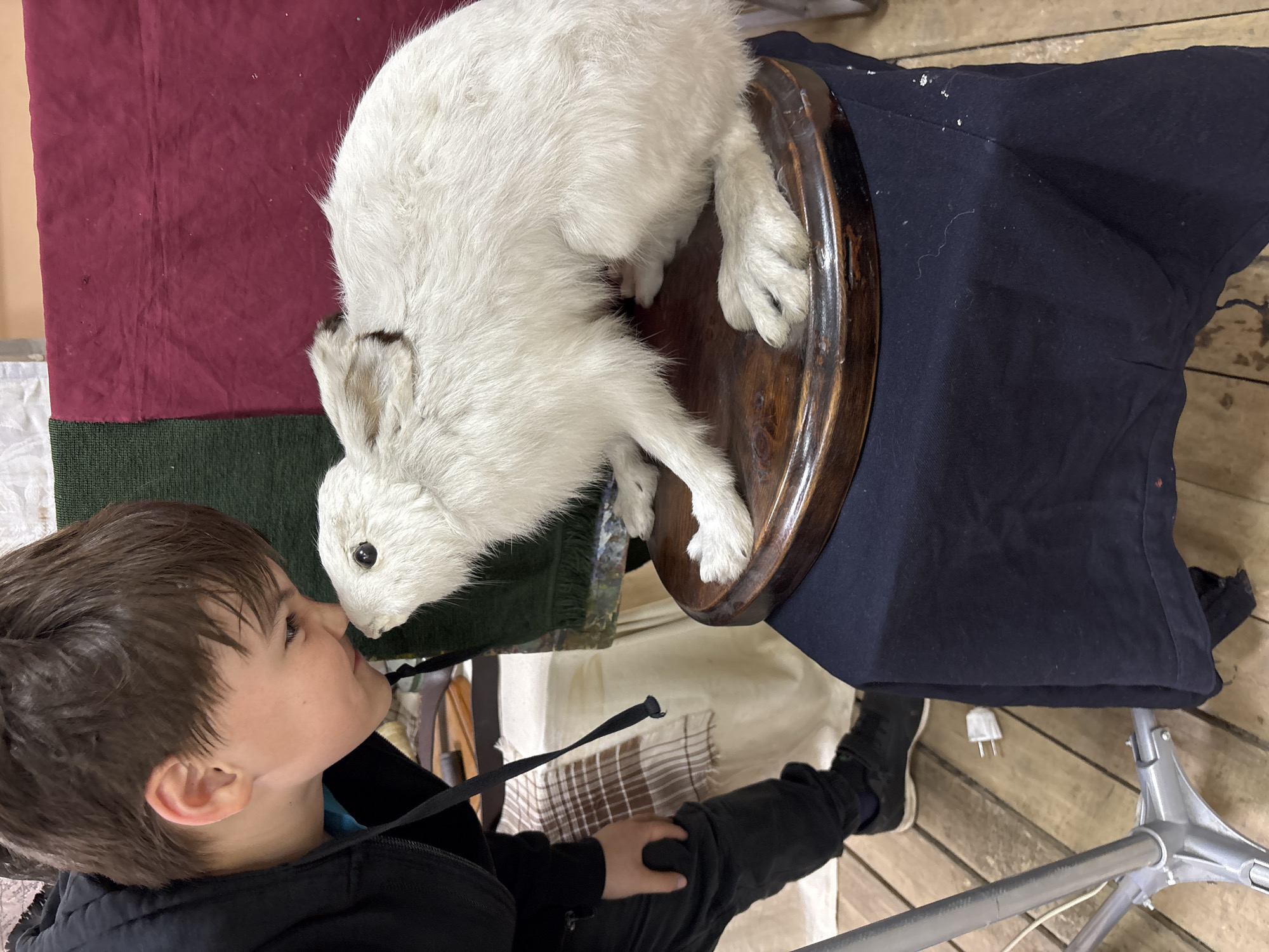 A taxidermied white rabbit is resting on a dark wooden stand covered with blue cloth. A child is standing to the left of the rabbit, nose close to its face. The background includes a multi-colored patchwork textile in red, green, and beige hues. A small white electrical plug sits on a light wood floor, partially obscured by the blue cloth. The scene appears to be indoors.