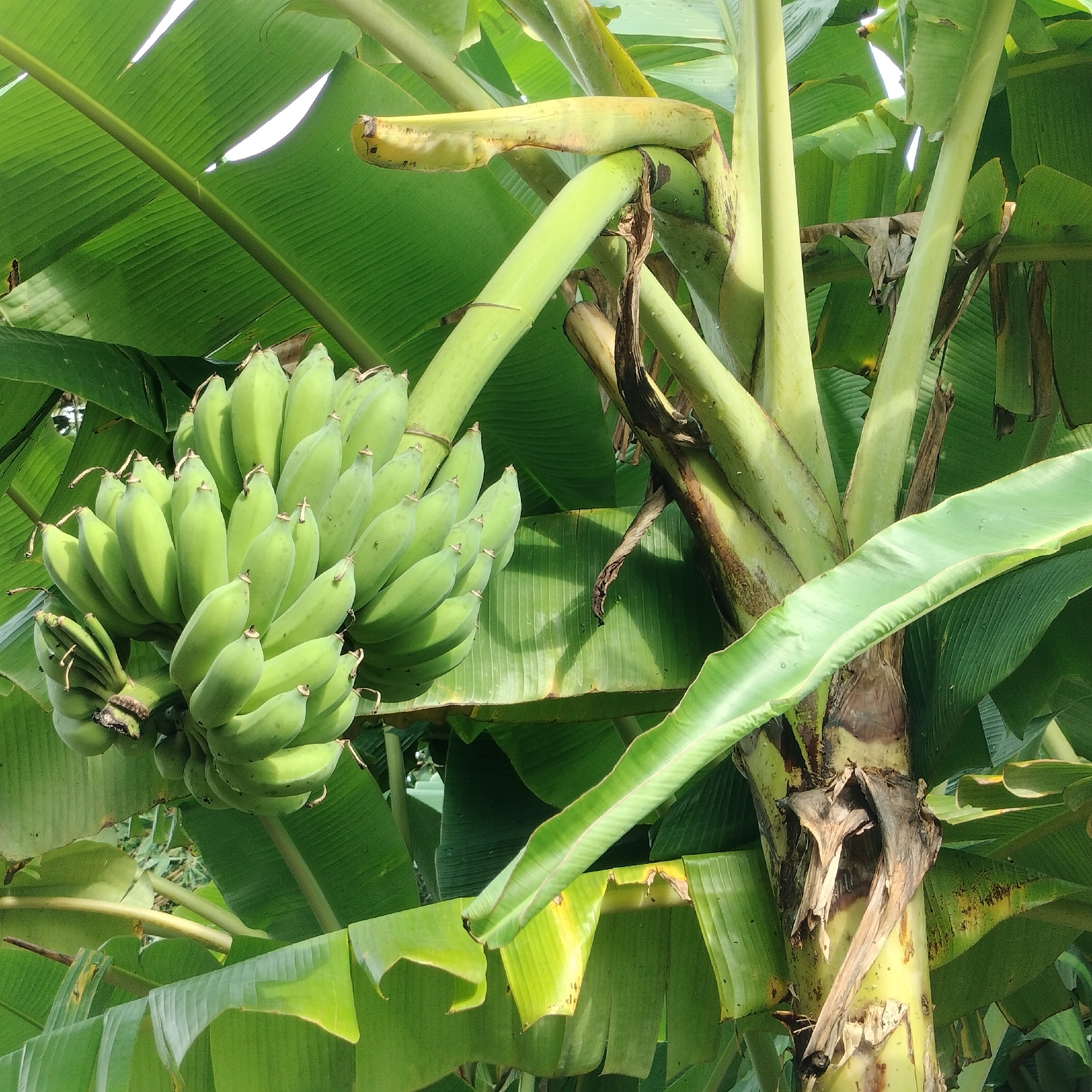 The image shows a bunch of green bananas hanging from a banana tree. The tree is lush and green, with large leaves. The bananas are still unripe, indicated by their green color. The scene is set outdoors, likely in a tropical or subtropical environment given the presence of a banana tree. The image appears to be taken during the day, with natural light illuminating the scene. No people or animals are visible in the image. The location is specified as Zhushan Township, Taiwan, suggesting a rural or agricultural setting within that region. The overall impression is one of natural abundance and growth.