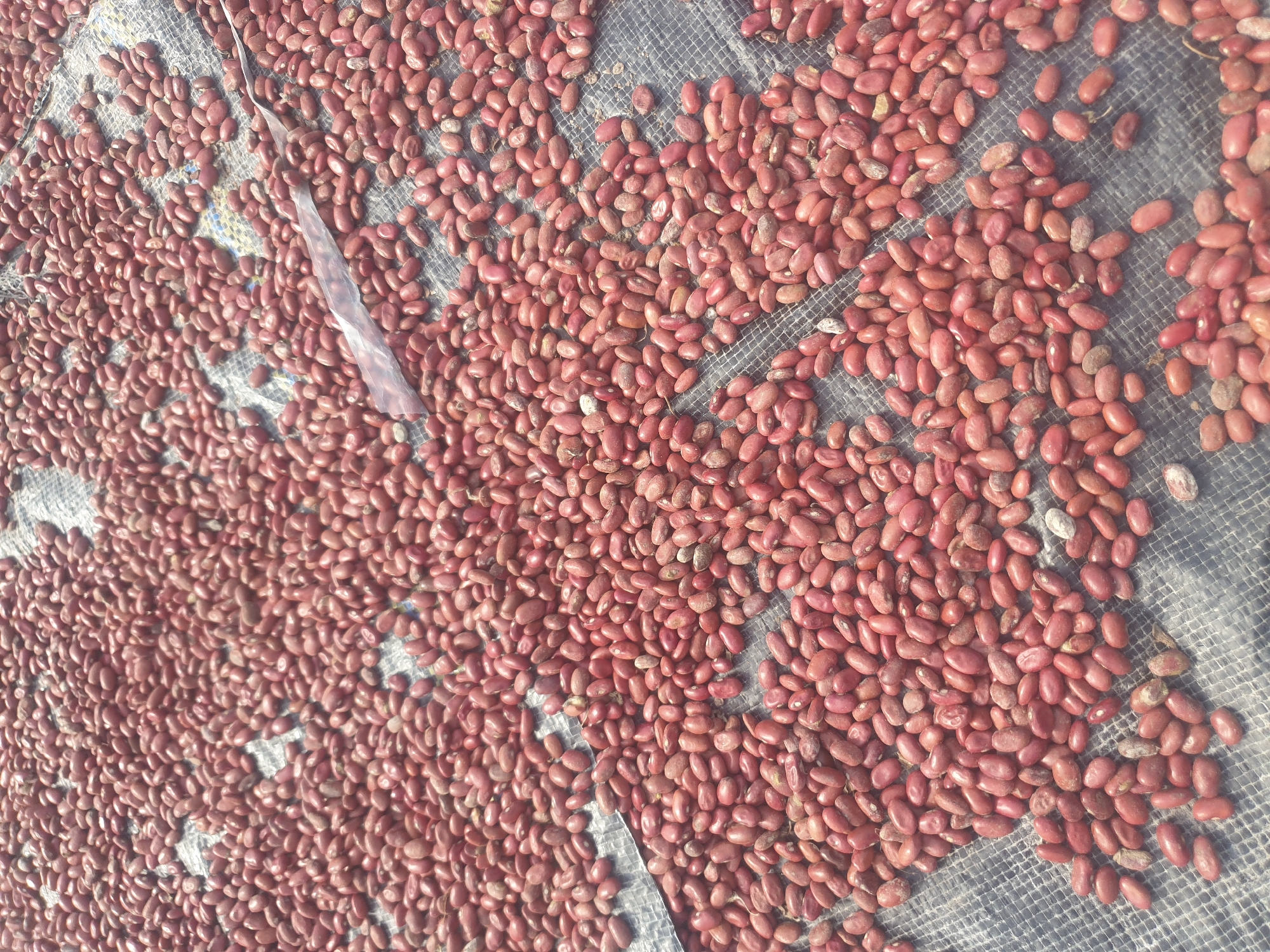 The image shows a large pile of red kidney beans spread out on a grey mesh tarp. The beans are a deep red color and appear to be dried. They are scattered across the tarp, with some areas having a denser concentration than others. A piece of translucent plastic is visible among the beans on the left side of the image. The lighting suggests it is daytime, possibly outdoors, as there are shadows and bright highlights on the beans. The overall scene conveys a sense of agricultural activity, likely the drying of crops. There is no visible text in the image.