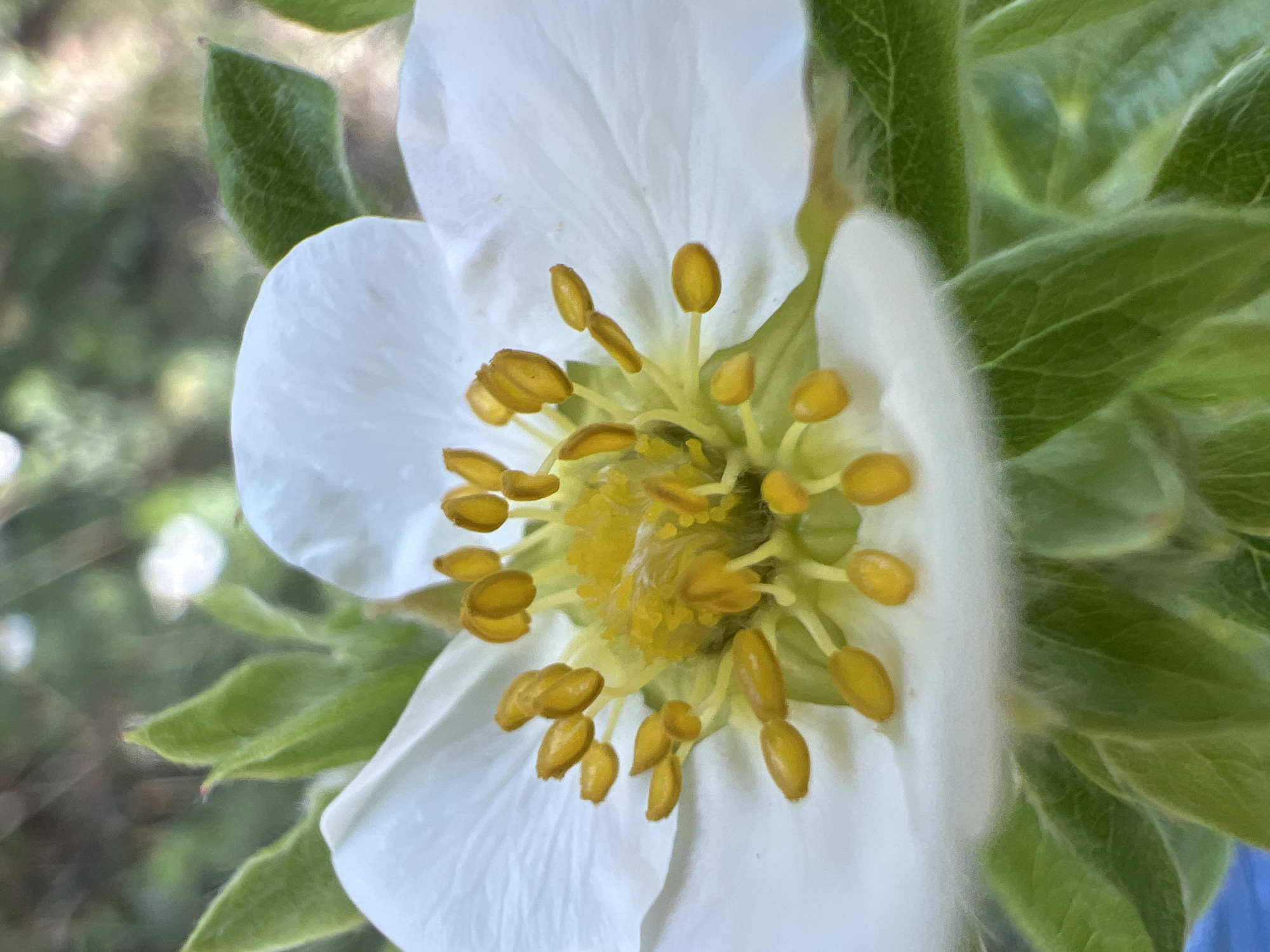 The image shows a close-up of a white flower with yellow stamens, surrounded by green leaves. The background is blurred, suggesting an outdoor setting. There is no indication of the location being Moscow, Russia, or any specific city. The image does not contain any people or actions.