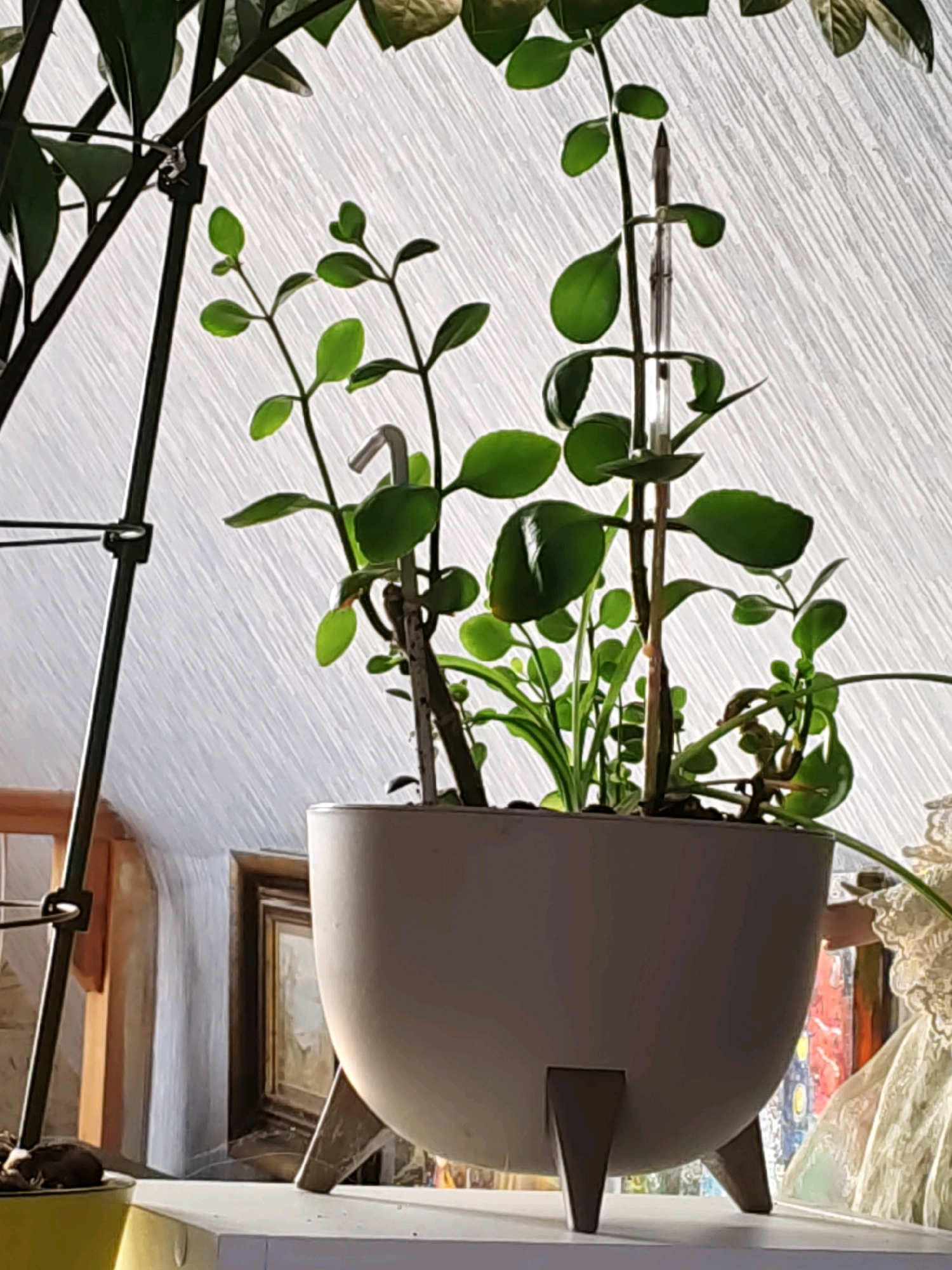 A potted plant with green leaves and stems is displayed on a white shelf. The pot is a light gray, oval-shaped container with three triangular legs. A dark metal stand is positioned to the left of the plant, with some of its structure visible. In the background, a white textured surface is illuminated, with faint diagonal lines suggesting a blind or curtain. To the left of the plant, behind it, are framed pictures on the wall. To the right of the plant, a portion of a white lace garment is visible, possibly a doll's dress or similar. The overall impression is an indoor scene, likely a windowsill or shelf in a domestic setting. The image is an outdoor photograph taken in Rostov-on-Don, Russia.