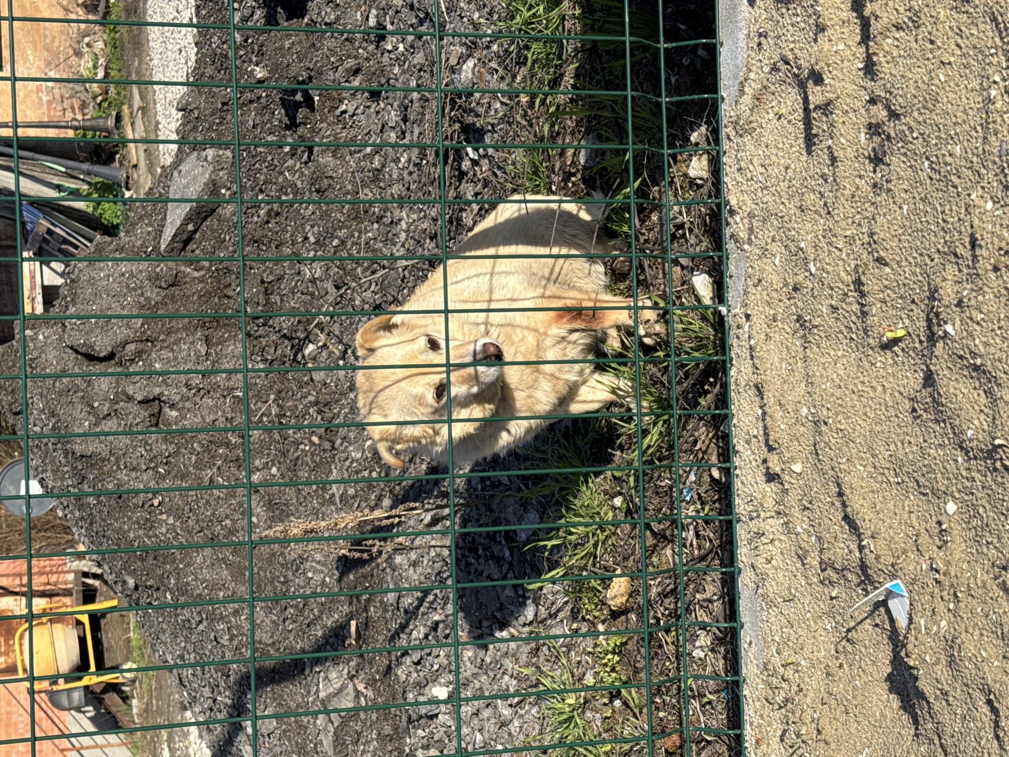 A light-colored dog lies behind a green wire fence. The location is near a dirt and gravel area, likely in a construction or unkempt urban environment. In the background, there's a construction mixer and various construction materials. The dog is the primary subject, its face visible and appearing to look at the camera. Based on the query, the location would be in Rostov-on-Don, Russia.