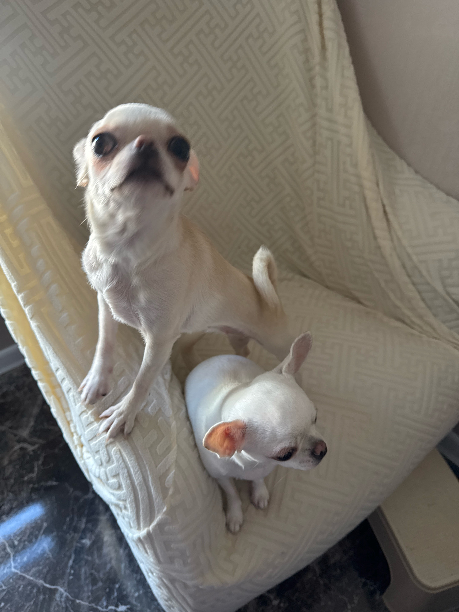 Two white Chihuahuas are sitting on a beige, textured sofa in a well-lit room. The dog in the foreground is facing to the right, with its head turned slightly towards the viewer. Its ears are perked up, and its eyes are dark and round. The second dog, in the background, is standing and looking up and to the left. Its mouth is slightly open, and its ears are also perked. The sofa has a geometric pattern woven into the fabric. The floor appears to be made of dark, polished stone or tile. The overall impression is one of domestic comfort and companionship. There is no information available in the image to indicate its location in Novosibirsk, Russia.