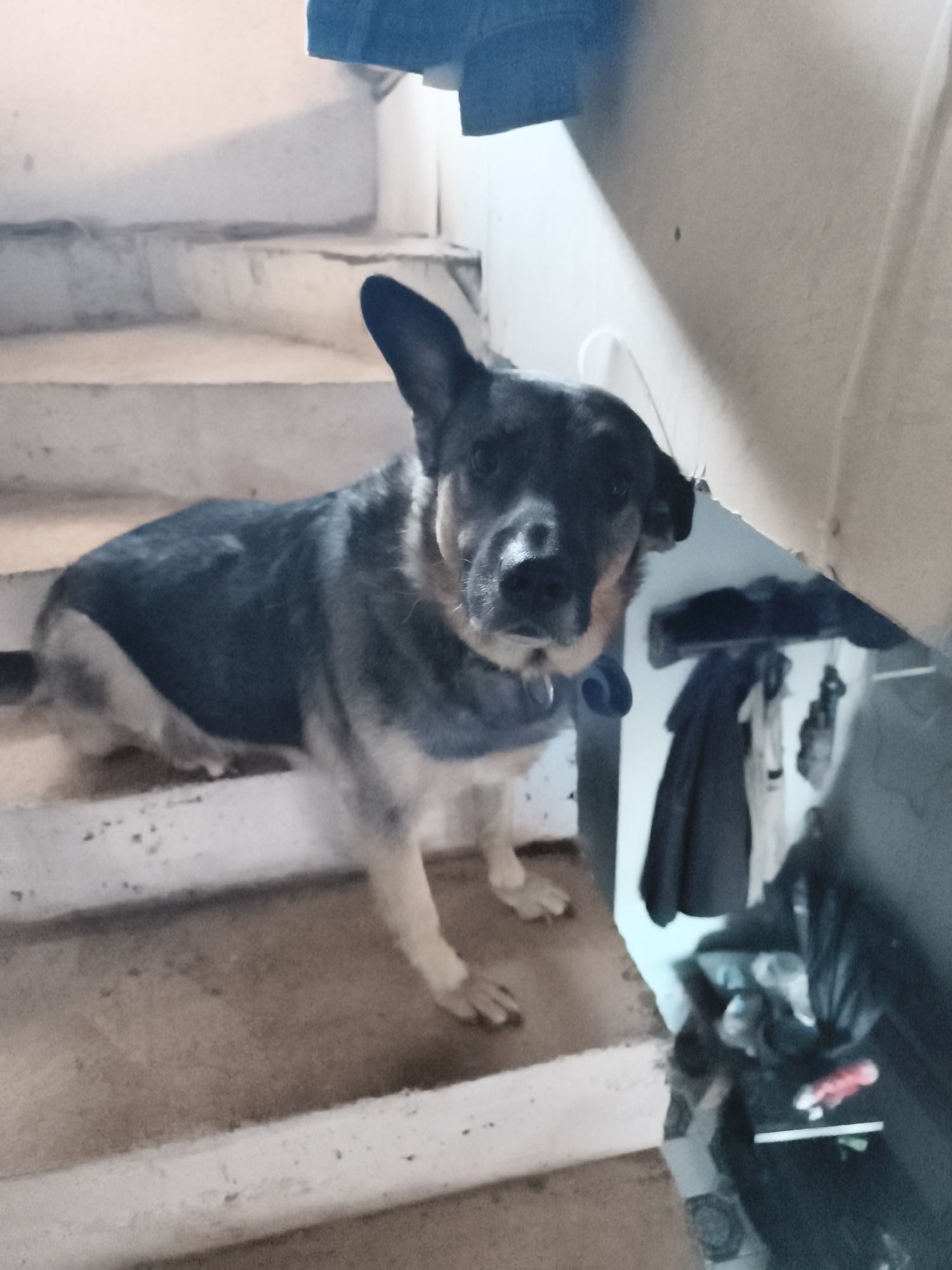 A medium-sized dog with black and tan fur and upright ears is standing on a concrete staircase. The dog is facing forward, with its head slightly tilted. The staircase is indoors, and the walls appear to be painted a light color. There are some clothes hanging on a rack to the right of the staircase. The image is taken from a slightly low angle, looking up at the dog.