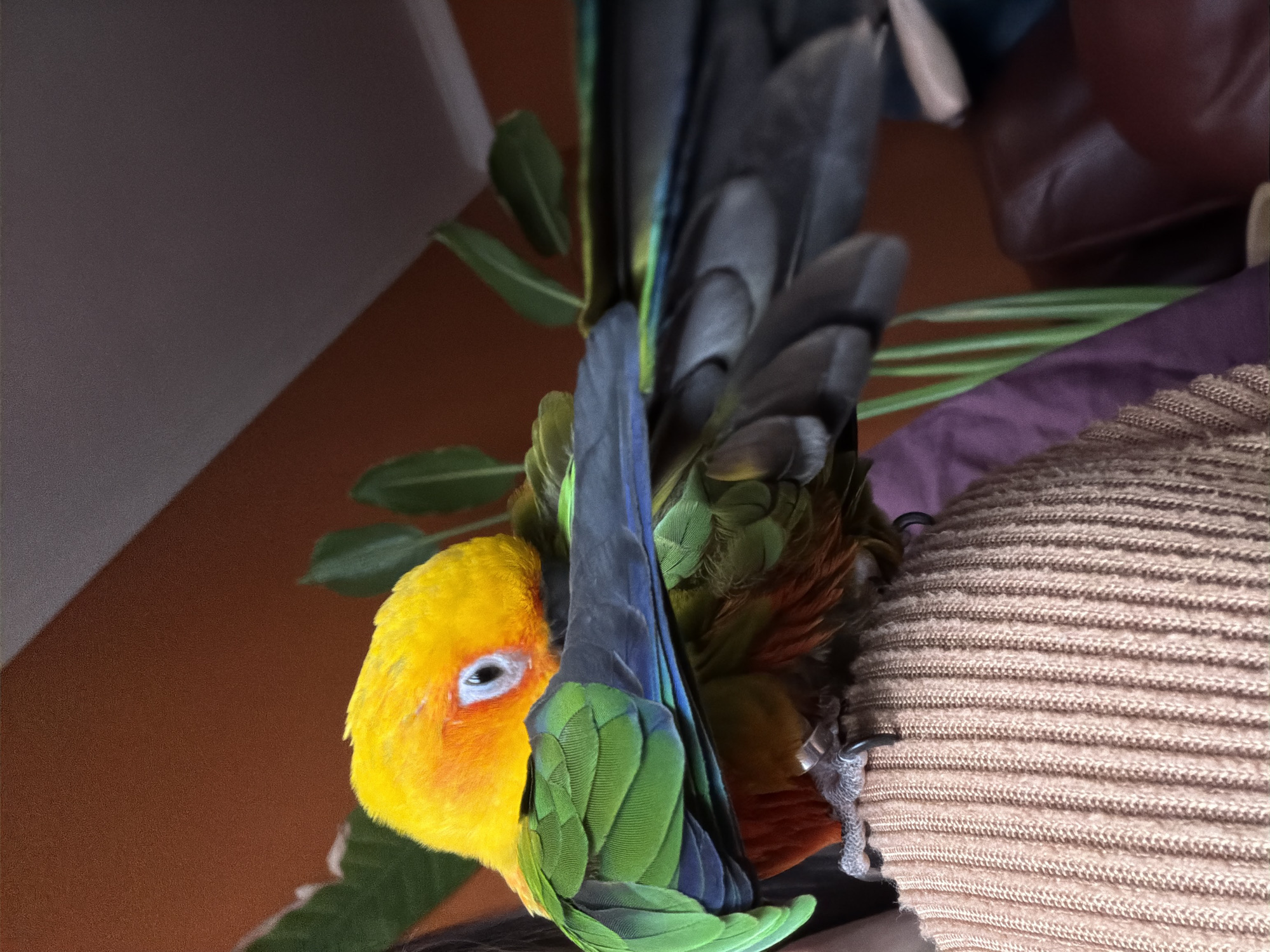 A close-up, rotated image shows a sun conure parrot perched on a brown, ribbed fabric. The parrot has bright yellow feathers on its face and upper chest, transitioning to orange and then green on its lower body. The wings are a mix of green, blue, and gray feathers. The background includes blurred green leaves, a brown wall, and a glimpse of a dark leather object. The location is Unknown, Unknown.
