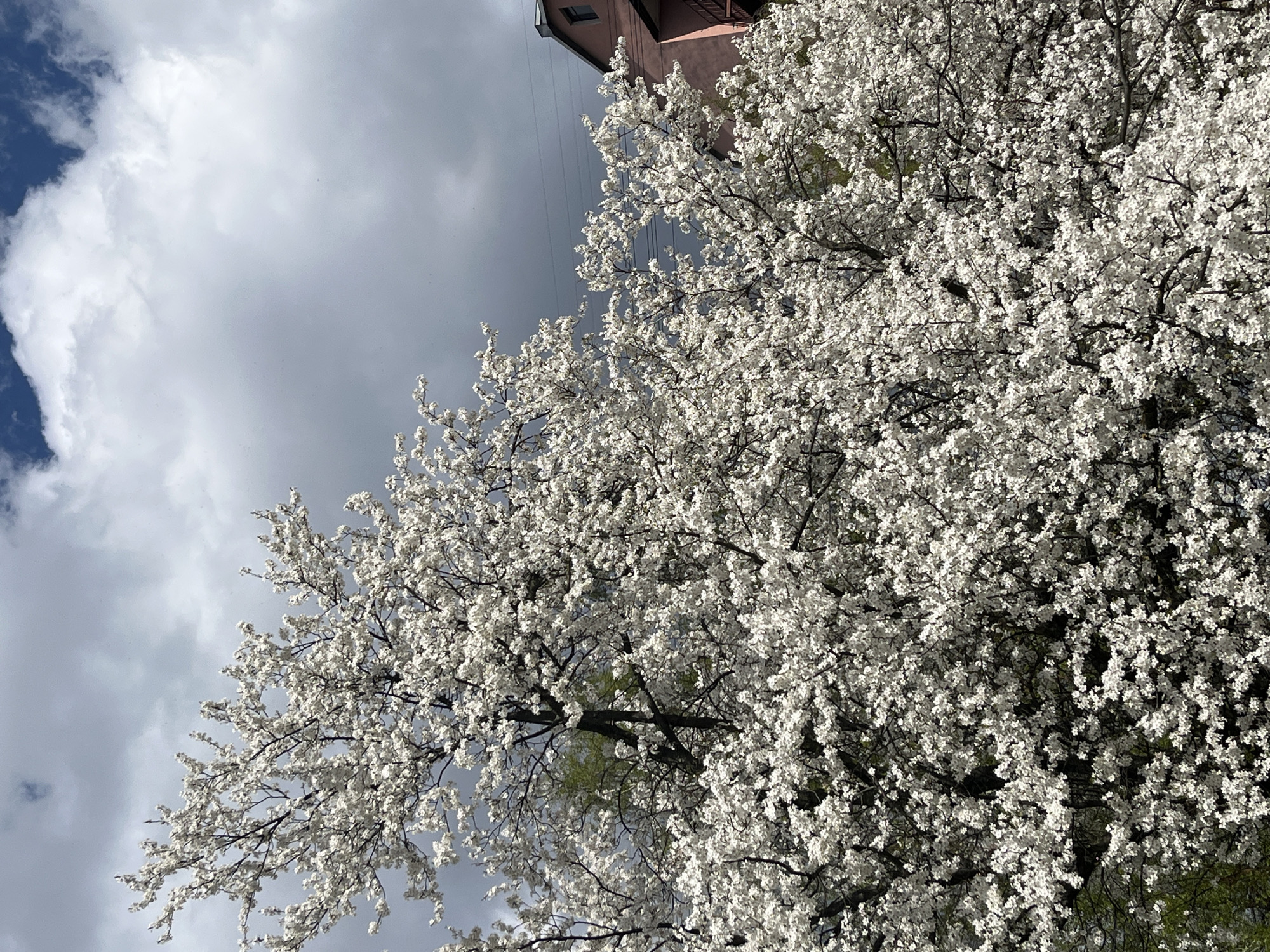 A blossom-laden tree dominates the scene, its white flowers densely covering the branches. The sky is visible in the upper left corner with a combination of blue and gray clouds. A building is visible at the upper portion of the tree. The image appears to be taken in spring. The specific location is not determinable from the image.