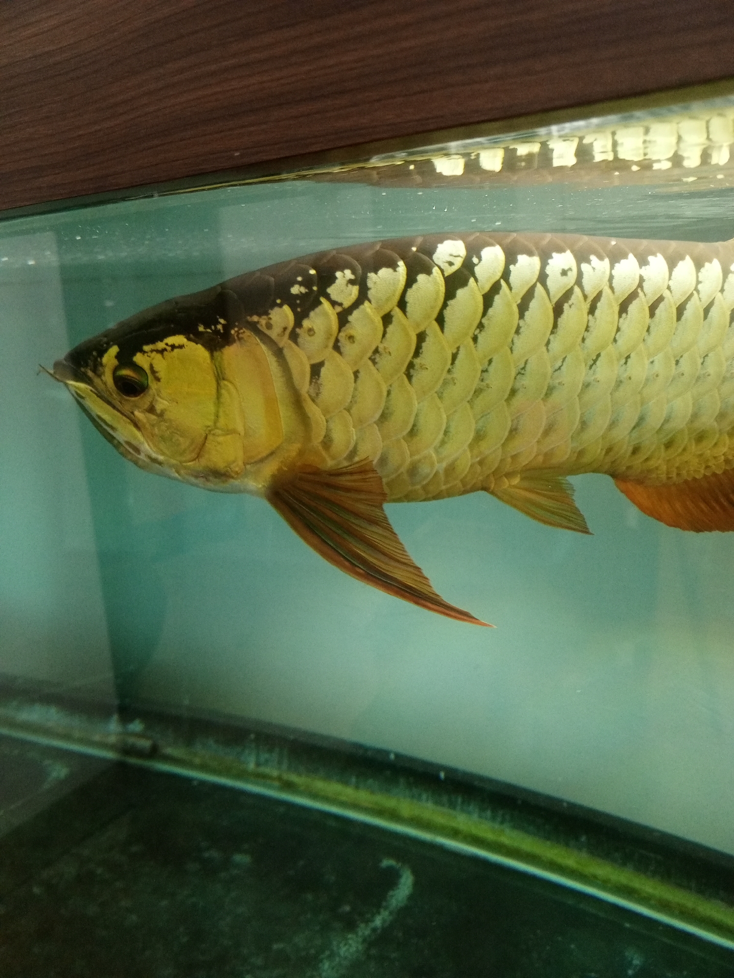 A golden arowana fish is swimming in an aquarium. The fish's scales are large and golden with dark edges, and its body is elongated. The fish's head is pointed with a prominent eye. The aquarium has a wooden frame at the top and a dark, textured base at the bottom. The water is a pale blue-green. The image is a close-up shot of the fish, with its body filling most of the frame. There is no indication of the location being in Bandung City, Indonesia, as the image only shows the interior of an aquarium.