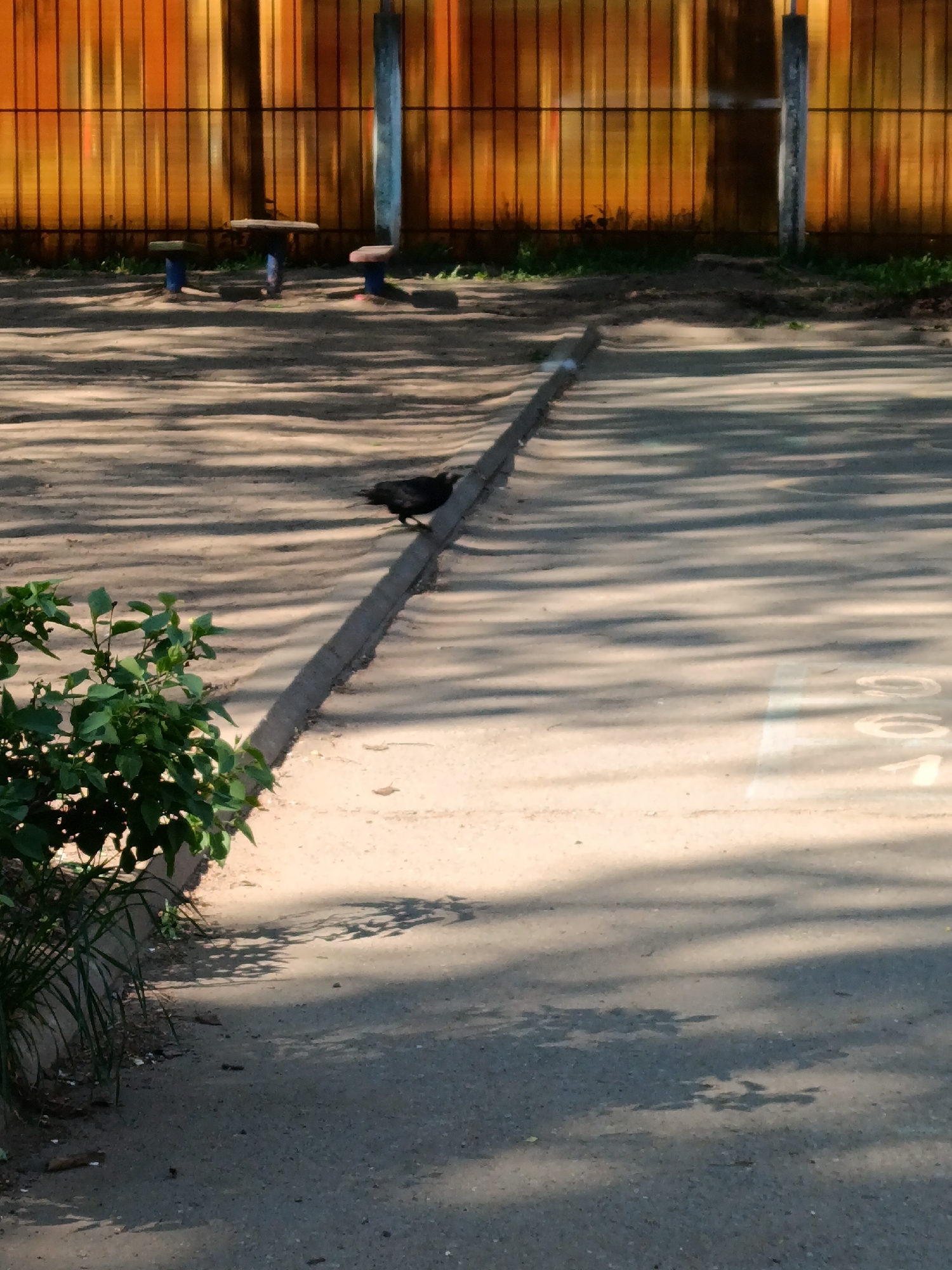 A crow stands on a curb dividing a dirt area from a paved surface. The location is Chaikovsky, Russia. Exercise equipment is visible behind a yellow and orange fence. Green foliage is present near the curb. Shadow patterns from overhead trees are cast across the pavement. Markings are faintly visible on the pavement.