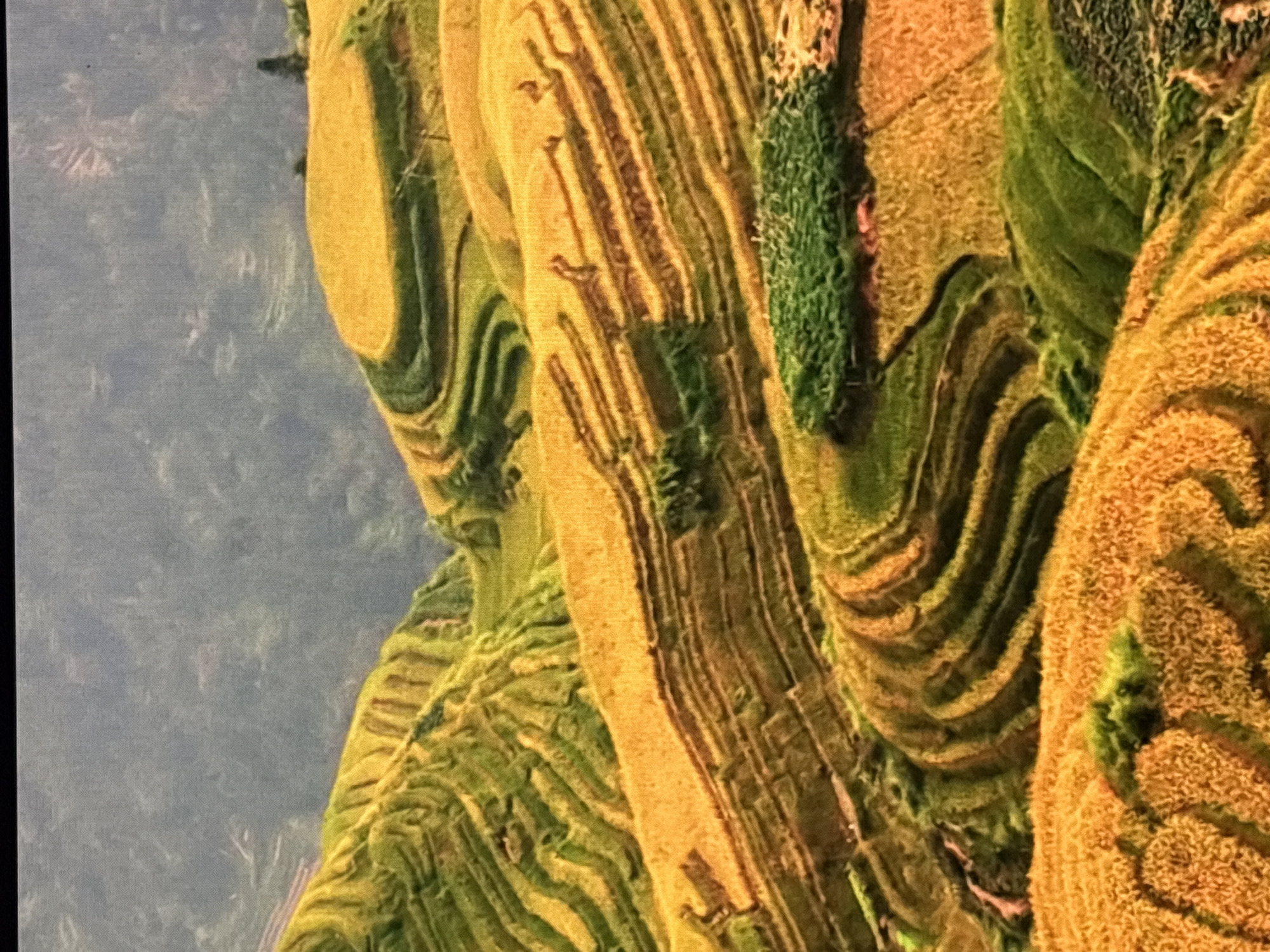 The image depicts a landscape of agricultural terraced fields, characterized by undulating hills sculpted into distinct levels for cultivation. The dominant colors are golden yellow and varying shades of green, suggesting a harvest season for crops like rice or wheat. The terraced structures create a rhythmic pattern across the terrain, with some areas appearing more mature and yellow, indicating ripeness, while others remain a vibrant green. The background consists of a hazy, dark green mountainous or forested area, with a muted grey sky above. There are no people, animals, or man-made structures clearly visible within the agricultural sections of the image, apart from possibly faint paths or irrigation channels demarcated by the terracing. The scene is one of natural agricultural beauty and vastness, focusing on the organic patterns formed by the land and cultivation. The image does not contain any visual elements that suggest it is located in Sofia, Bulgaria.