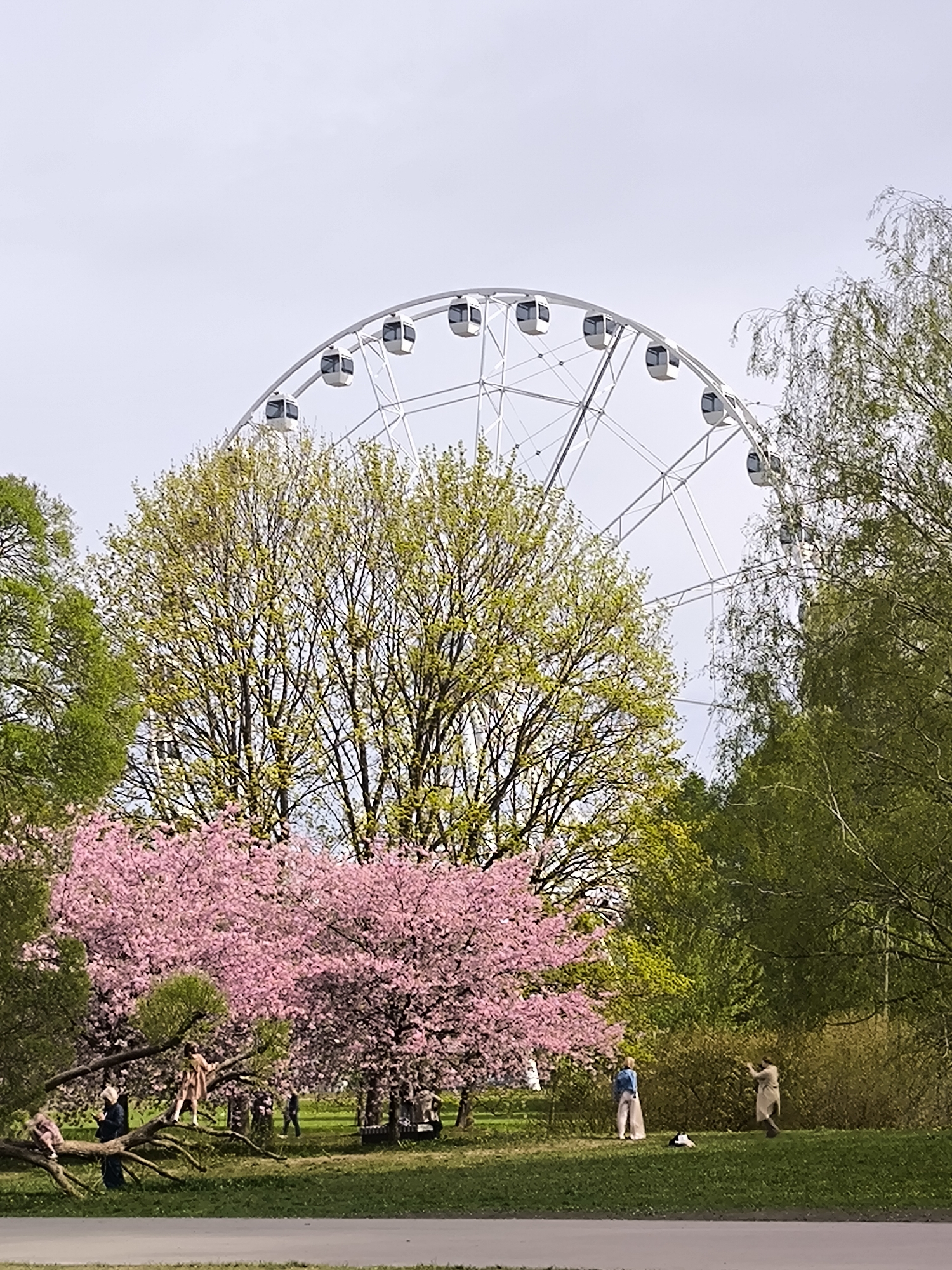 The scene depicts a park in Riga, Latvia, featuring a large Ferris wheel as a prominent backdrop. A blooming pink cherry blossom tree is in the foreground, partially obscuring the base of the Ferris wheel. Several individuals are present in the park. Some are standing near the cherry blossom tree, while others are near a cluster of trees to the right. Two children are positioned on the trunk of a fallen tree. The environment consists of a green lawn, various trees, and an overcast sky.