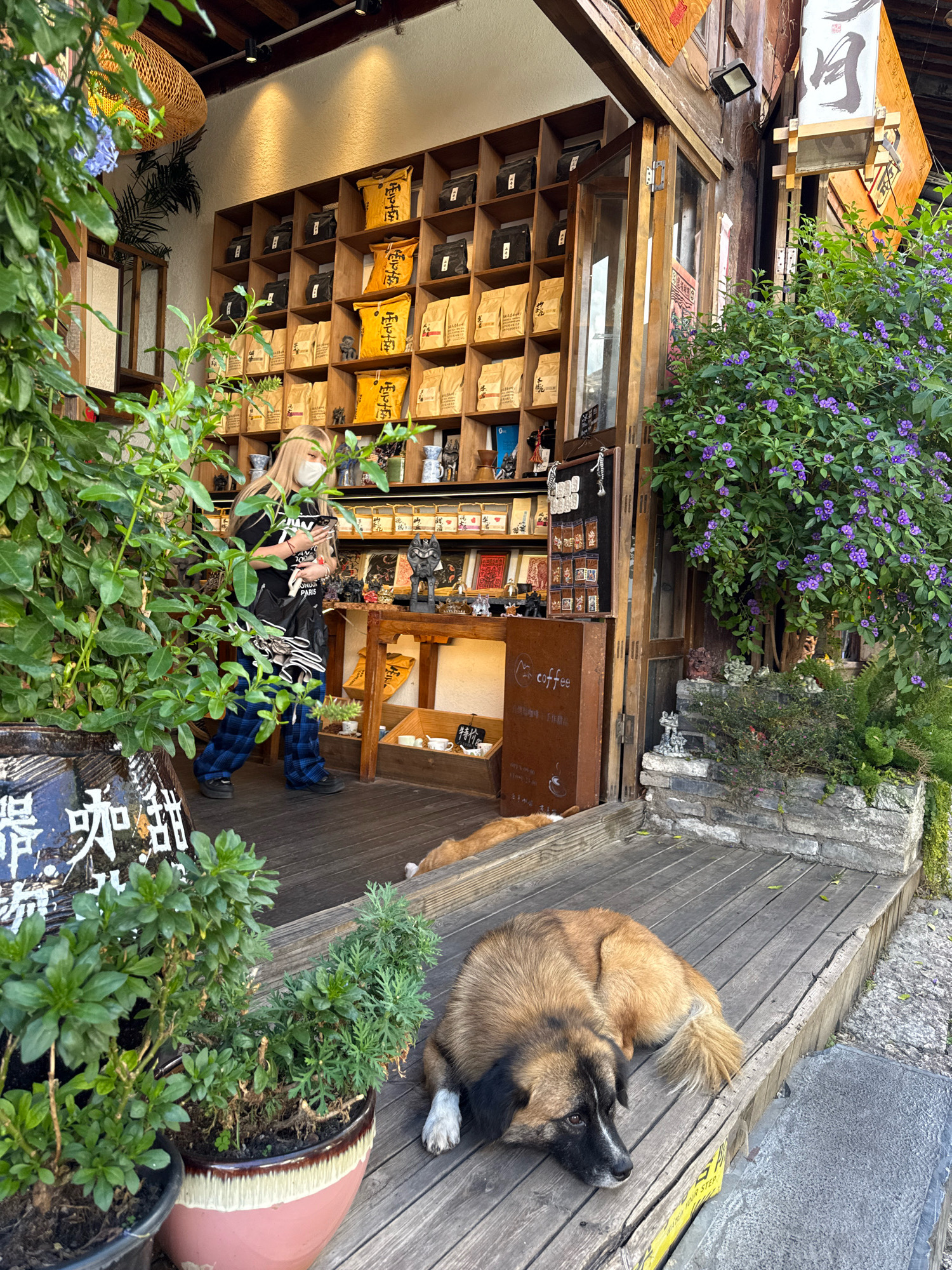 A dog is lying on a wooden deck in front of a store in the city of Gucheng District, China. The store has shelves filled with bags of coffee and tea, and a woman wearing a face mask is standing inside. There are plants and flowers around the store entrance. The dog appears to be a medium-sized mixed breed with brown and black fur. The scene is well-lit, suggesting it is daytime.