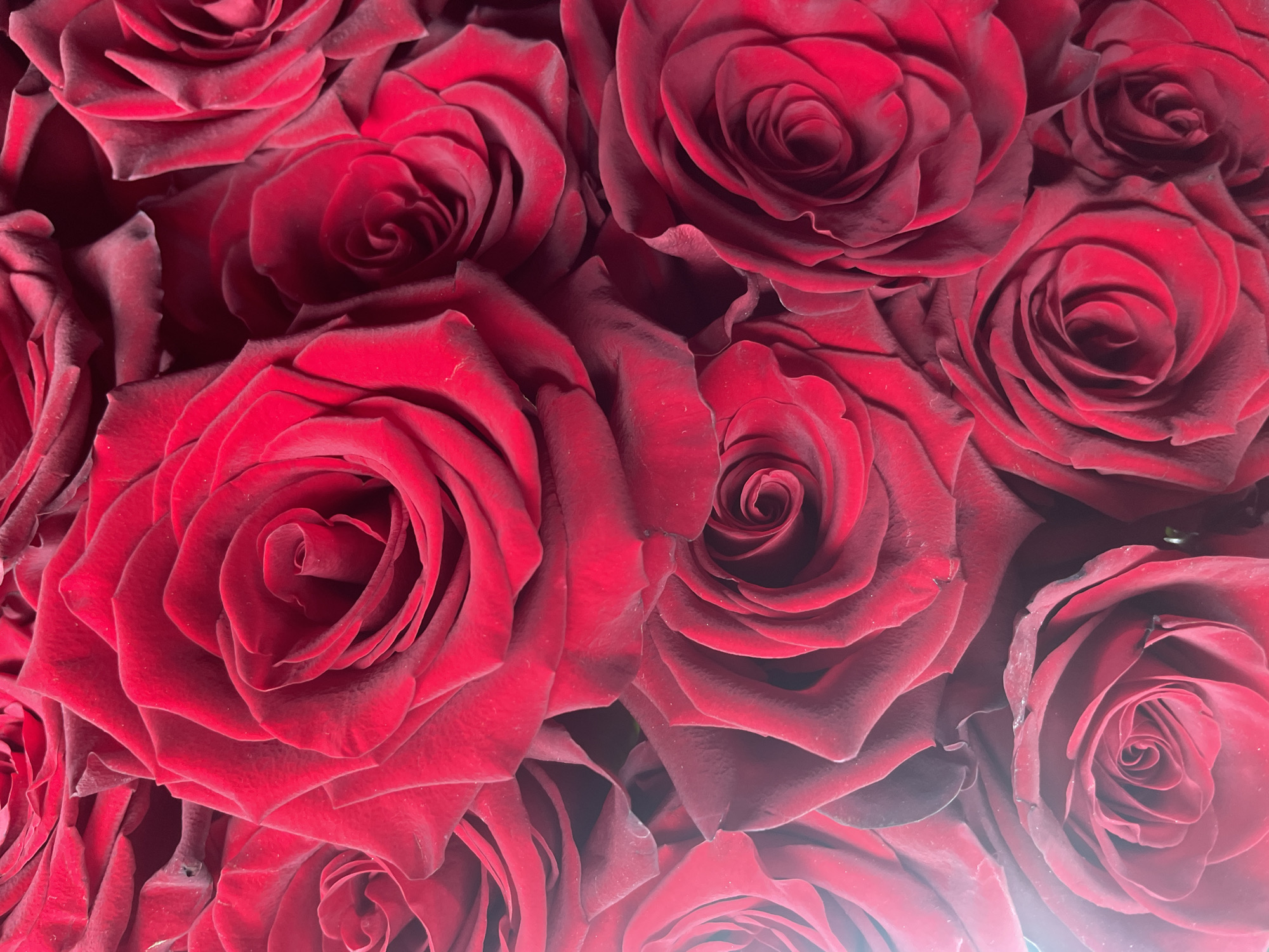 A close-up image shows a dense arrangement of deep red roses. The petals are velvety and tightly layered, creating a rich, textured appearance. Some blooms are fully open, revealing their spiraled centers, while others are more closed. The lighting accentuates the curves and folds of the petals, adding depth and dimension to the composition. The location is Unknown, Unknown.
