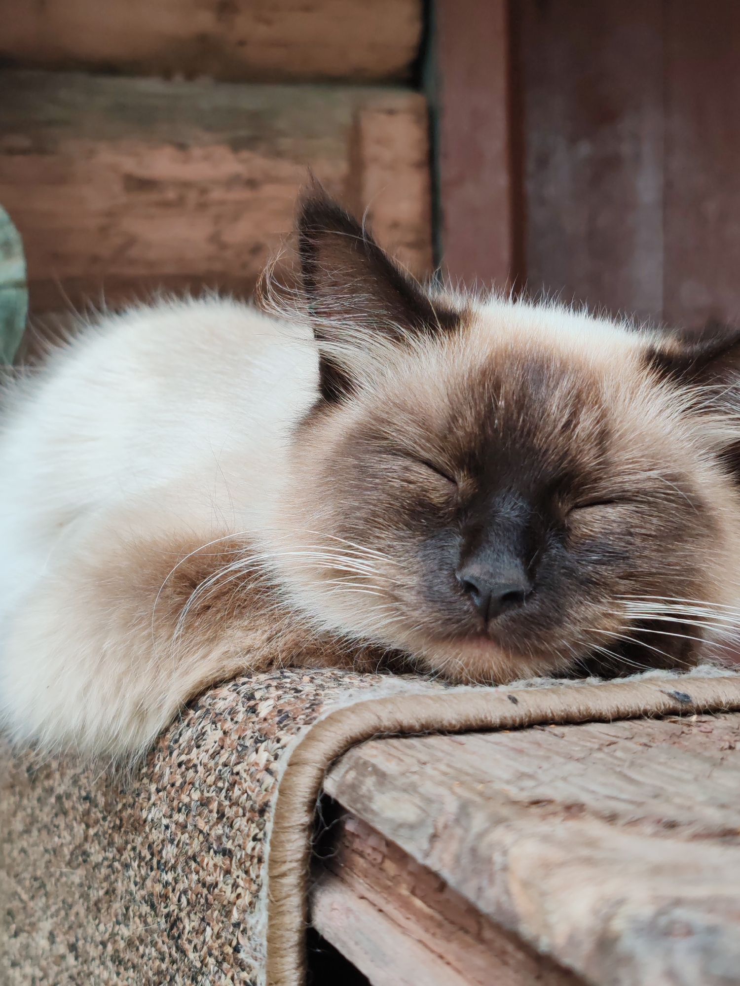 A close-up, low-angle shot shows a balinese cat sleeping on a rough, textured surface, possibly a mat or carpet. The cat's fur is a mix of cream and brown, with darker brown points on its ears and face. Its eyes are closed, and its whiskers are spread out. The background is blurred and appears to be made of wood, possibly part of an outdoor structure or furniture. The lighting suggests it is daytime, and the overall scene conveys a sense of peacefulness. The location is identified as Kashino, Russia.