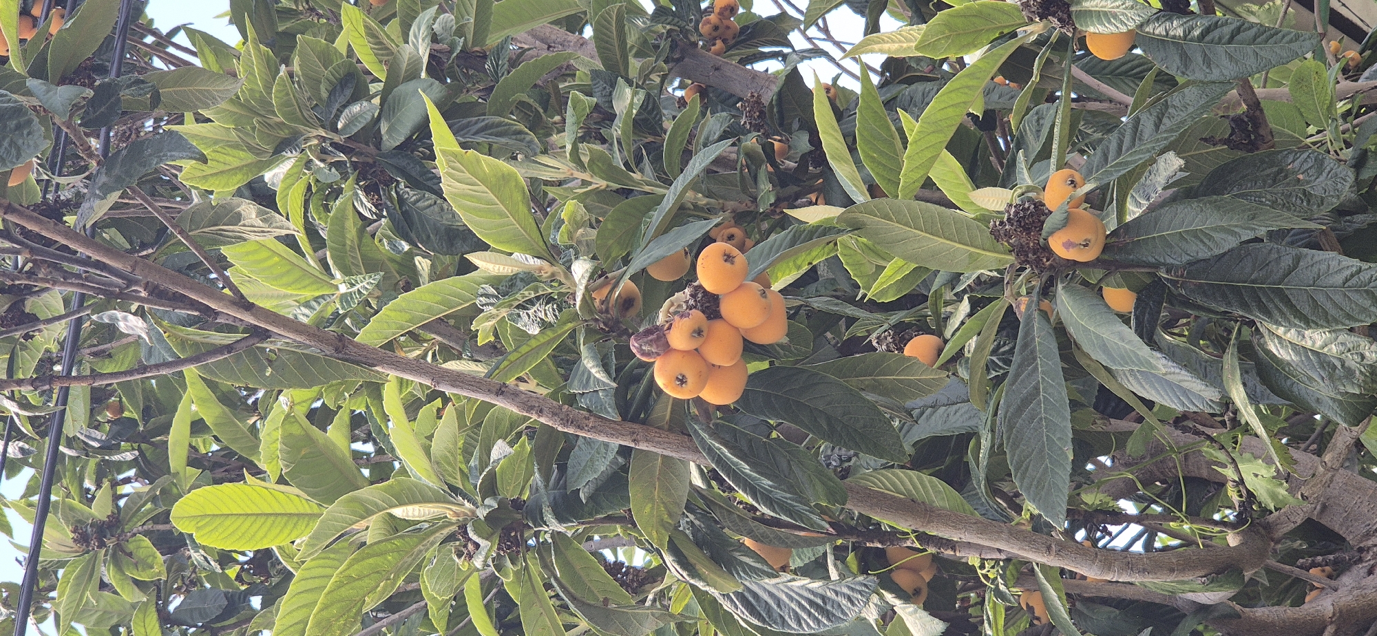 A cluster of small, round, orange fruits hangs from the branches of a loquat tree, surrounded by lush green leaves and thick brown branches. The fruits are clustered together, some overlapping, with a slightly rough texture. Several of the fruits appear ripe, while others are still developing. The leaves are broad and glossy, with prominent veins. The tree appears to be outdoors, with a clear blue sky visible in the background. The image is taken from a slightly upward angle, looking into the canopy of the tree. There are no people or animals visible in the image.