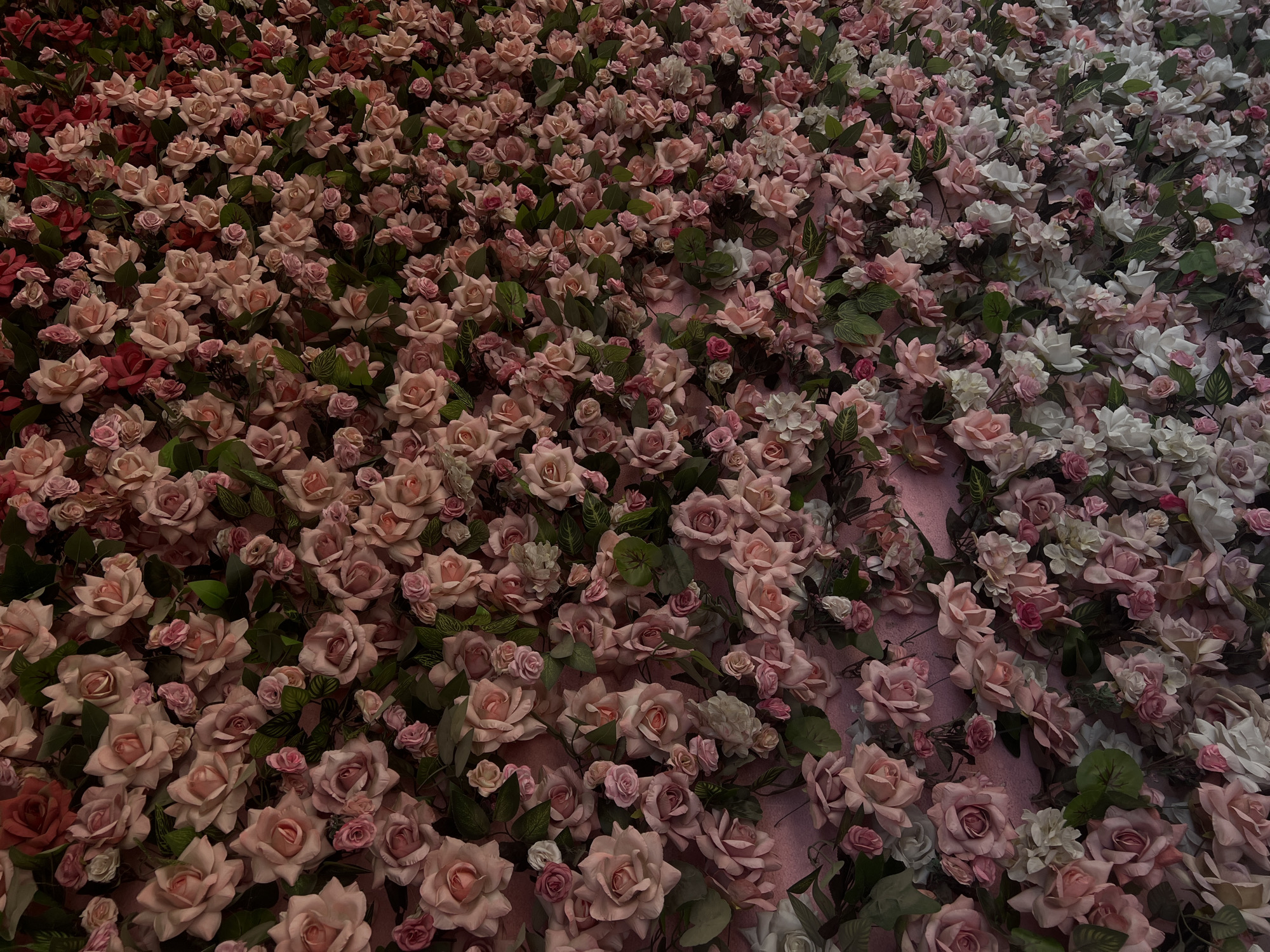 The image shows a wall covered in artificial pink and white roses, interspersed with green leaves. The flowers vary in size and bloom, with some tightly budded and others fully open. The background is a solid pink surface. The image does not depict any specific location in Ternopil, Ukraine, or any people or actions.
