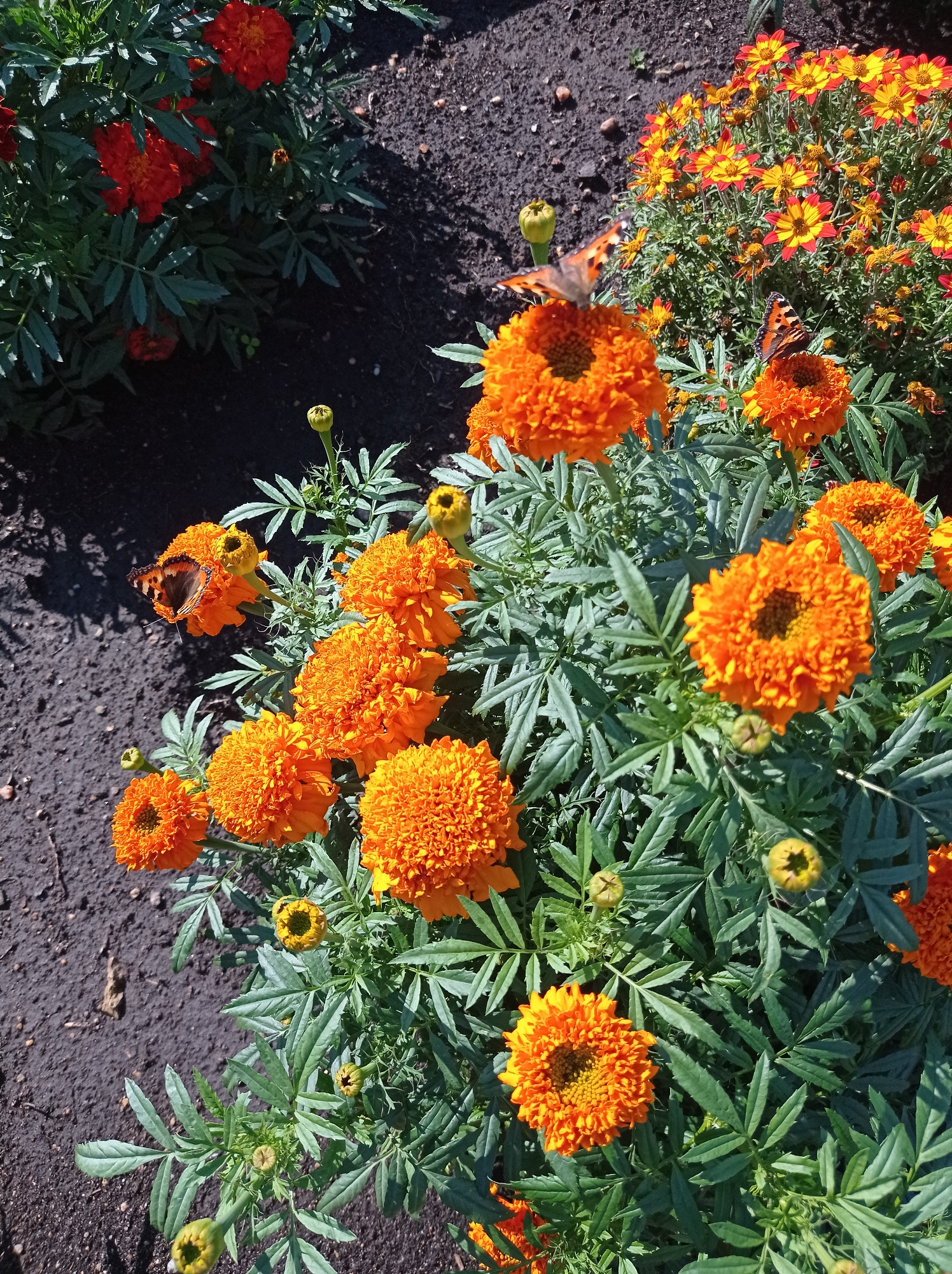 The image depicts a close-up view of a flower bed featuring several bright orange marigolds in full bloom. The flowers have dense, ruffled petals and a dark center. Interspersed among the marigolds are some green, feathery leaves and a few closed buds. The ground around the flowers appears to be dark soil, with some shadows cast from the plants. In the upper left portion of the image, there is a patch of red flowers with dark green foliage.
Notably, two butterflies are present on the marigold blossoms. One butterfly, with orange and black markings, is perched on a flower in the upper center of the frame, with its wings spread open. Another butterfly, similar in appearance, is on a flower to the left, also with its wings visible. The overall scene is one of a vibrant garden on a sunny day. The location in the city of Degtyarsk, Russia is not discernible from the image itself, as there are no identifying landmarks or features.