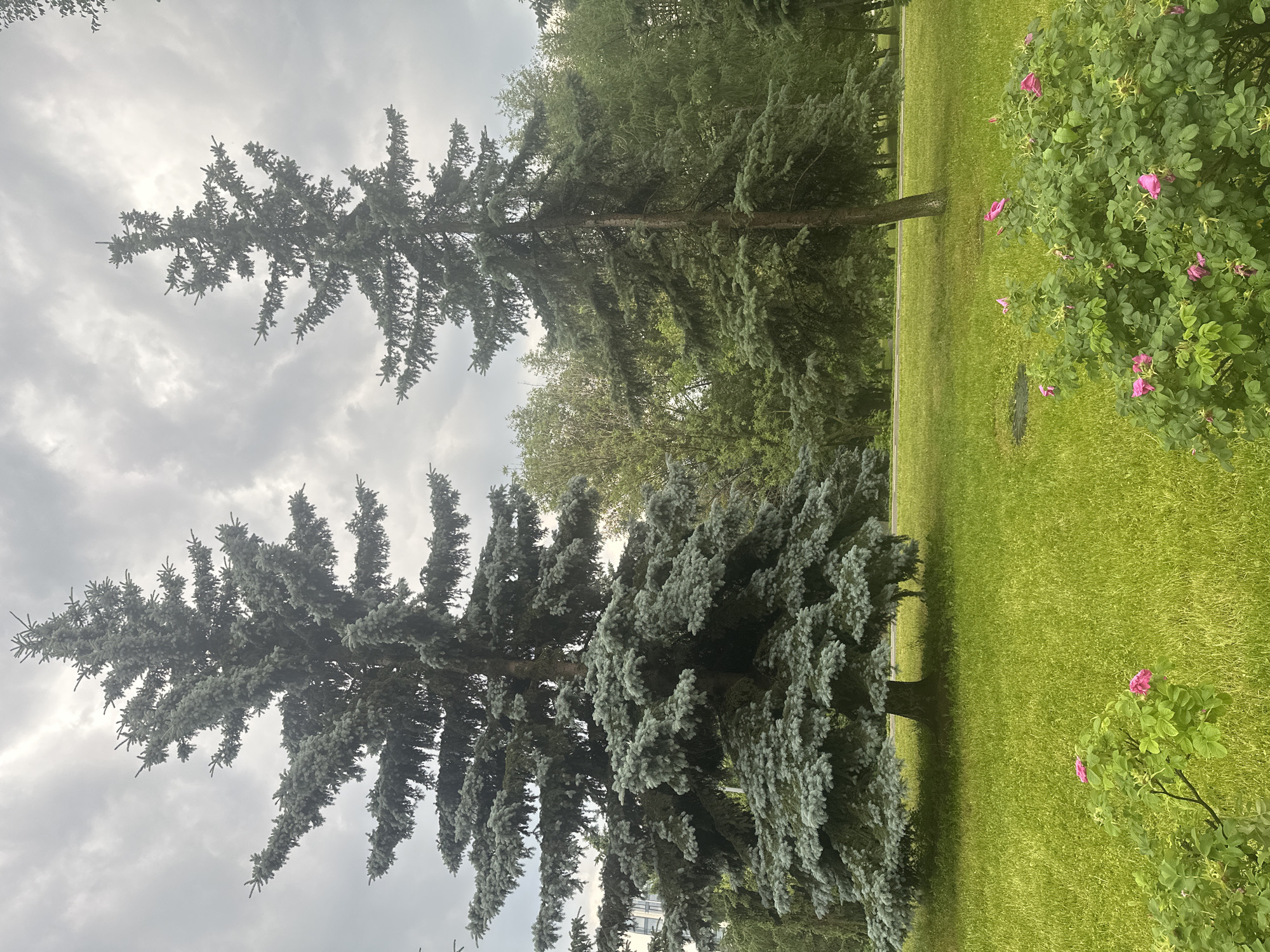 The image depicts a park scene in Moscow, Russia, under a cloudy sky. In the foreground, a lush green lawn is dotted with a flowering bush bearing pink roses. In the midground, two large coniferous trees, likely spruces, stand prominently. The tree on the left is broad and dense, while the one on the right is taller and more slender. Behind them, a dense forest of various trees forms a backdrop. The overall impression is one of a tranquil, natural setting within an urban environment.