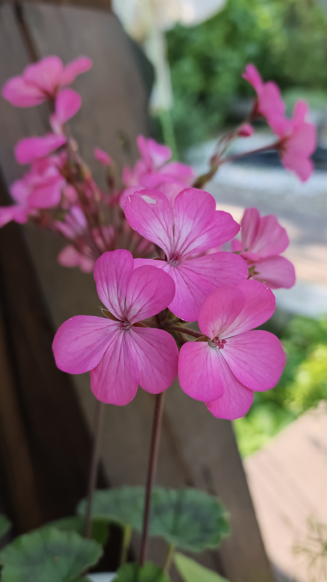 A close-up, shallow depth-of-field photograph features a cluster of vibrant pink geranium flowers in bloom. The flowers are the primary subject, with their delicate petals and visible veins rendered in sharp detail against a softly blurred background. A wooden railing or fence provides a warm, brown backdrop, partially obscuring the foliage and greenery that create a soft, out-of-focus bokeh. The overall lighting is bright, suggesting an outdoor setting, likely during daylight hours. There are no people, animals, or visible signs of human activity in the frame. The image appears to have been taken in Angarskie Khutora, Russia, based on the provided context.