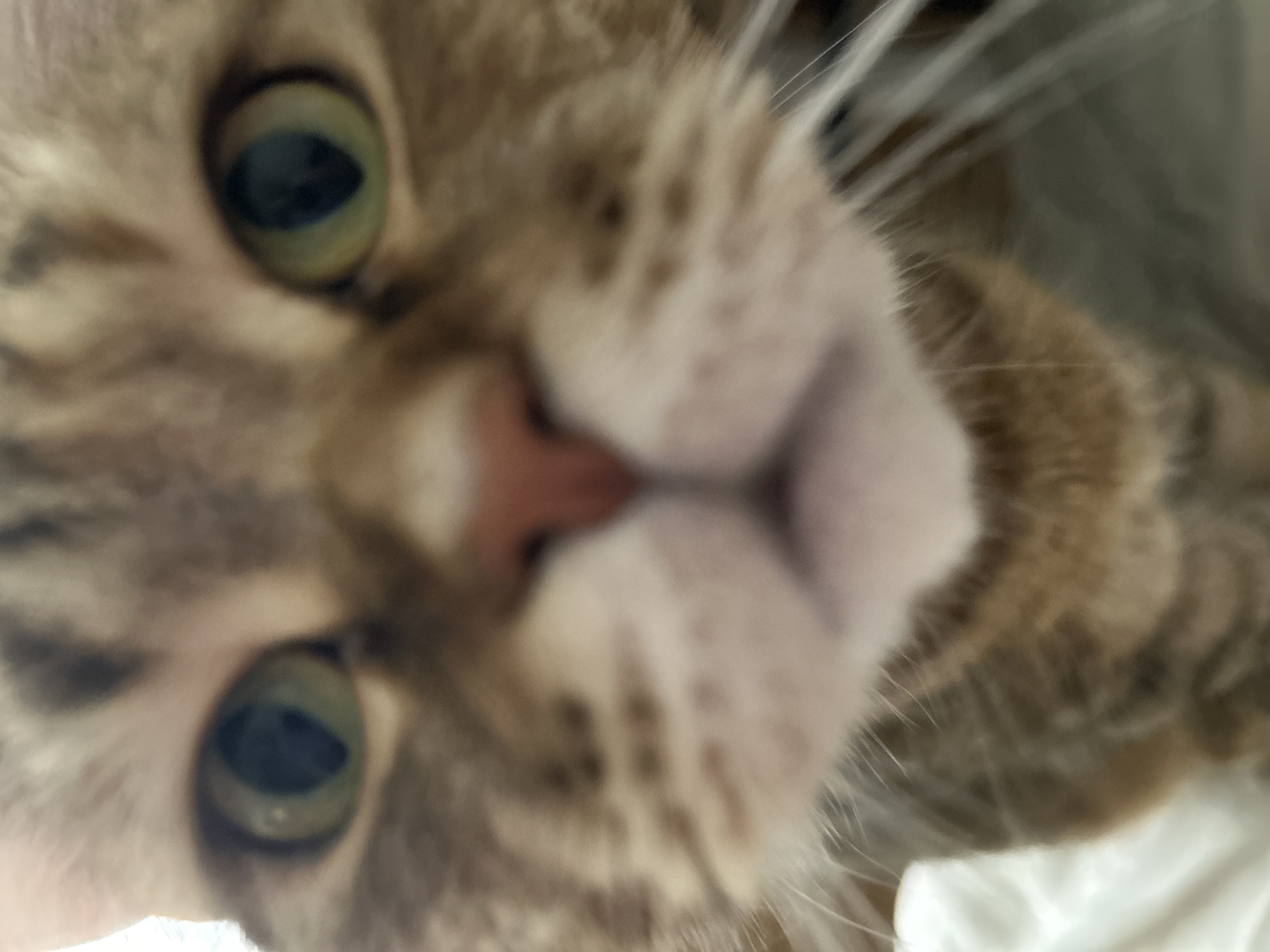 A close-up, slightly blurry shot captures the face of a tabby cat, seemingly looking directly into the camera. The cat's face fills most of the frame, with its large, alert green eyes prominent. Its pink nose and whiskered muzzle are in the center, appearing slightly distorted due to the extreme close-up perspective. The fur is a mix of brown, grey, and lighter cream tones with visible stripes. Long, white whiskers extend outwards from its cheeks. The background is out of focus, appearing as a soft, light-colored blur, possibly indicating an indoor setting in Moscow, Russia. The cat appears curious and engaged, with no specific activity beyond observing. There is no visible text in the image.