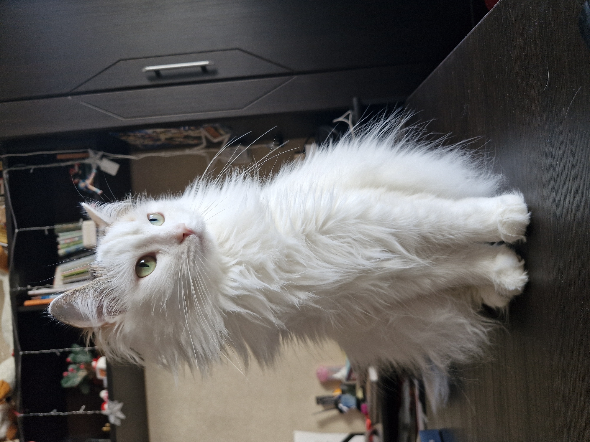 A white, long-haired cat with green eyes lies on a dark brown surface. The surface appears to be the top of a piece of furniture. In the background, there's a dark-colored cabinet or shelving unit. Some items are visible on the shelves, including books and decorations, suggesting the interior of a domestic setting. It is impossible to verify a specific location like Yekaterinburg, Russia based solely on this image.