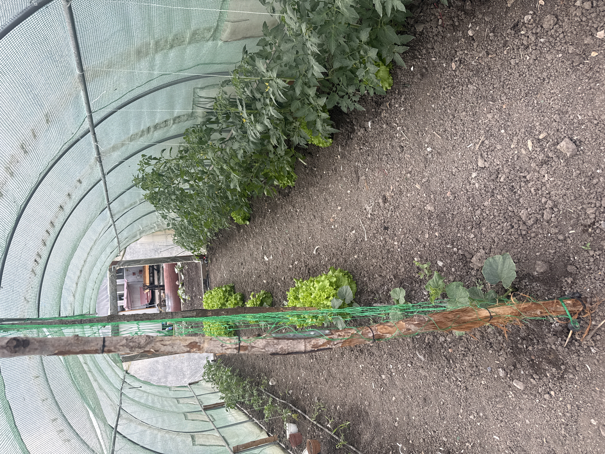The image depicts the interior of a greenhouse, likely located in a rural or suburban setting. A row of tomato plants lines the right side of the greenhouse. Lettuce plants are scattered along the ground closer to the center. A wooden support structure with green netting spans the foreground. The ground is dark soil. The structure of the greenhouse is a metal frame covered with translucent material. Beyond the greenhouse, a building and some equipment are visible. The location is stated to be Sarnevo, Bulgaria. There are no people visible in the image.
