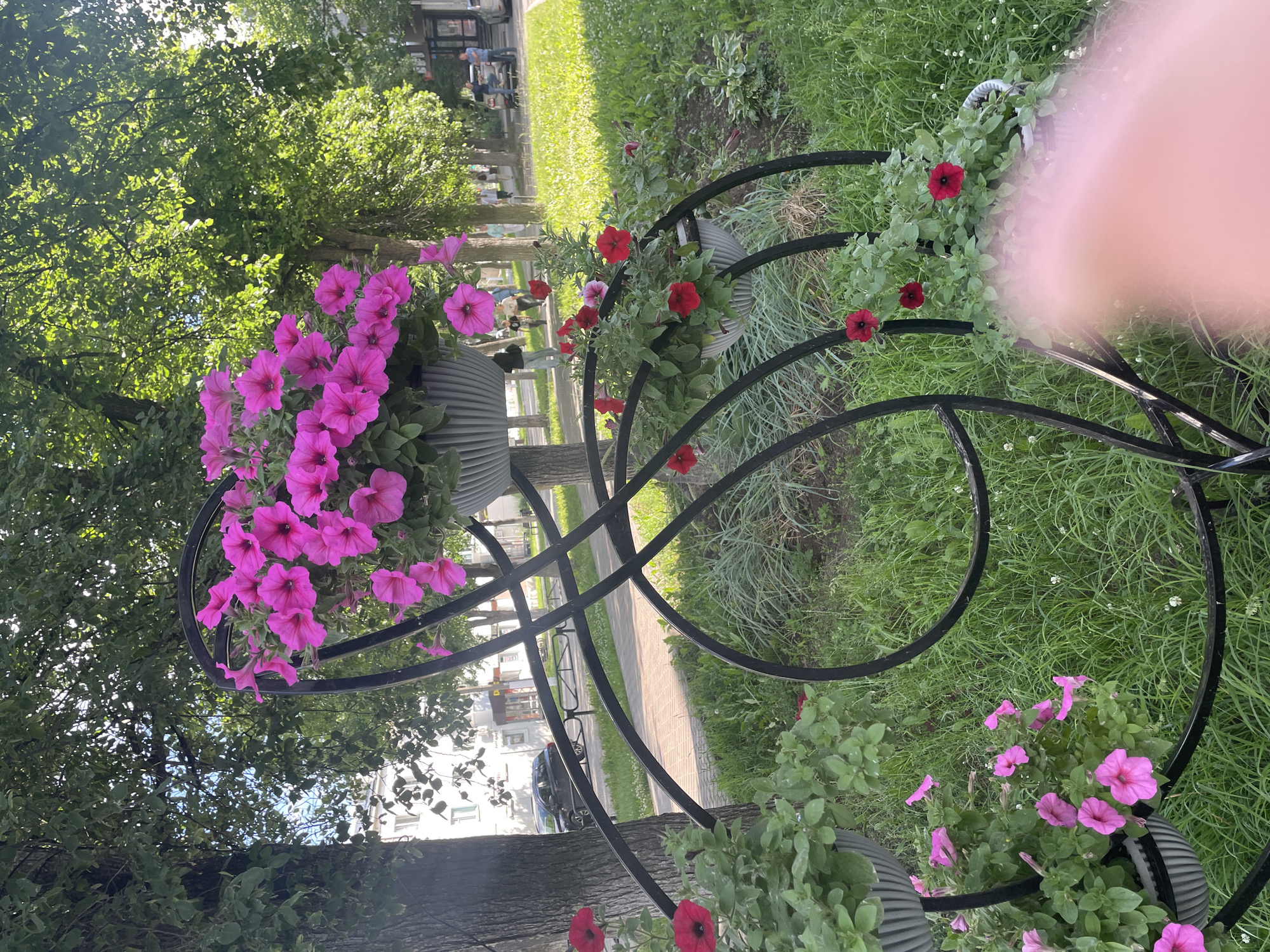 In the city of Chaikovsky, Russia, a tiered black metal planter adorned with vibrant pink and red petunias stands prominently on a grassy area near a paved walkway. The planter is an artistic structure featuring curved metal elements. Behind the planter, a tree-lined street is visible, with buildings and parked cars in the distance. Several people are walking along the sidewalk. The scene is bathed in sunlight, creating a bright and cheerful atmosphere, indicative of a pleasant day in the city.