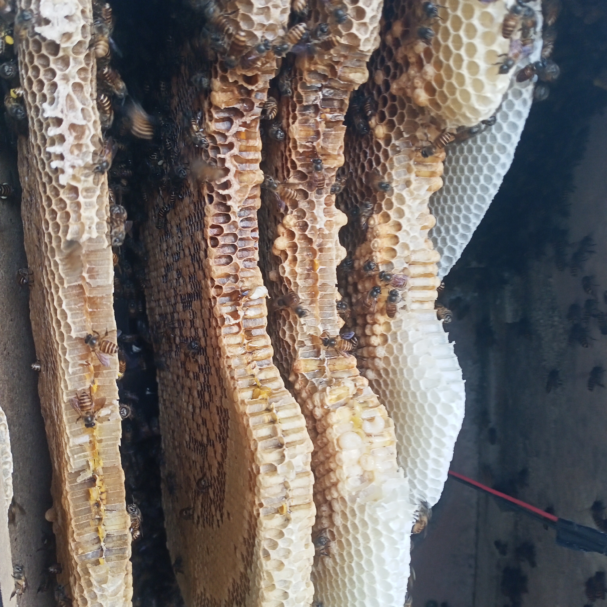 In Kedung Dowo, Indonesia, a close-up, slightly angled, vertical shot captures a cluster of active honeycombs. Several bees are visible, some moving along the hexagonal cells of the combs, while others are in flight. The honeycombs themselves show a range of colors, from light golden to a darker brown, indicating different stages of construction and honey storage. Some cells appear to contain liquid, likely honey or nectar, with a few capped cells also visible. The background is dark and indistinct, suggesting the honeycombs are located within a sheltered area, possibly a hive or a natural cavity. A thin, red object with a black handle extends into the frame from the right side, partially obscuring the dark background. The overall impression is one of busy activity within a bee colony's structure.