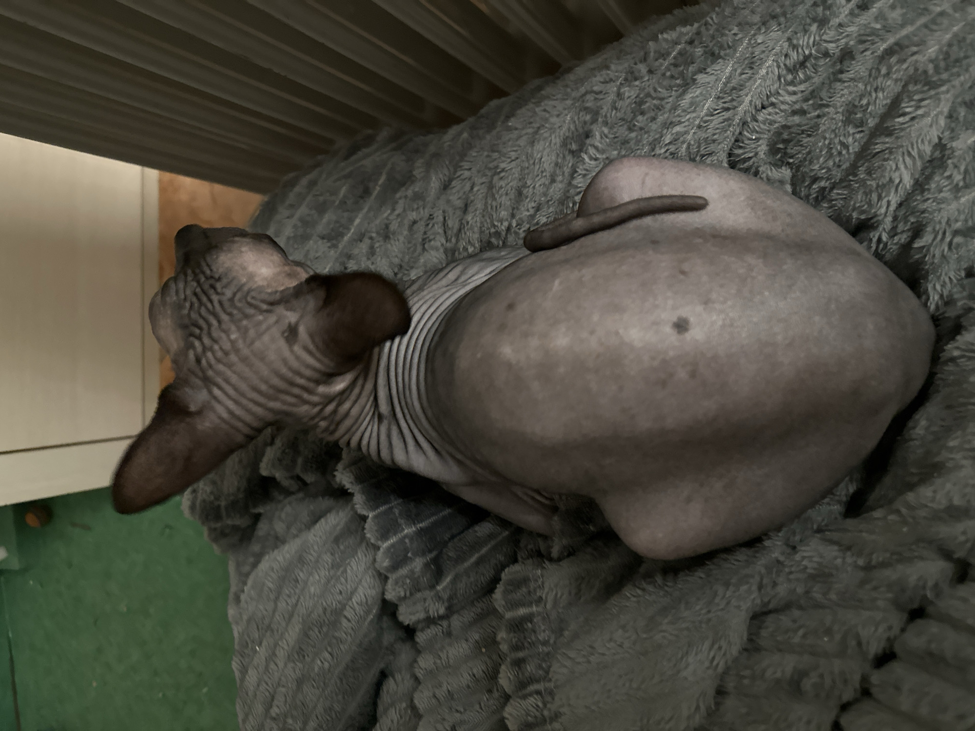 A hairless Sphynx cat, viewed from above, is curled up on a gray, plush blanket. The cat's head is to the left, with its dark ears prominently visible. Wrinkled skin is evident on its head and neck. The cat's body is rounded and its tail is curled around it. The blanket has a textured, ribbed pattern. In the background, partially visible, are what appear to be a radiator and a section of a wall. The location is not discernible from the provided image.