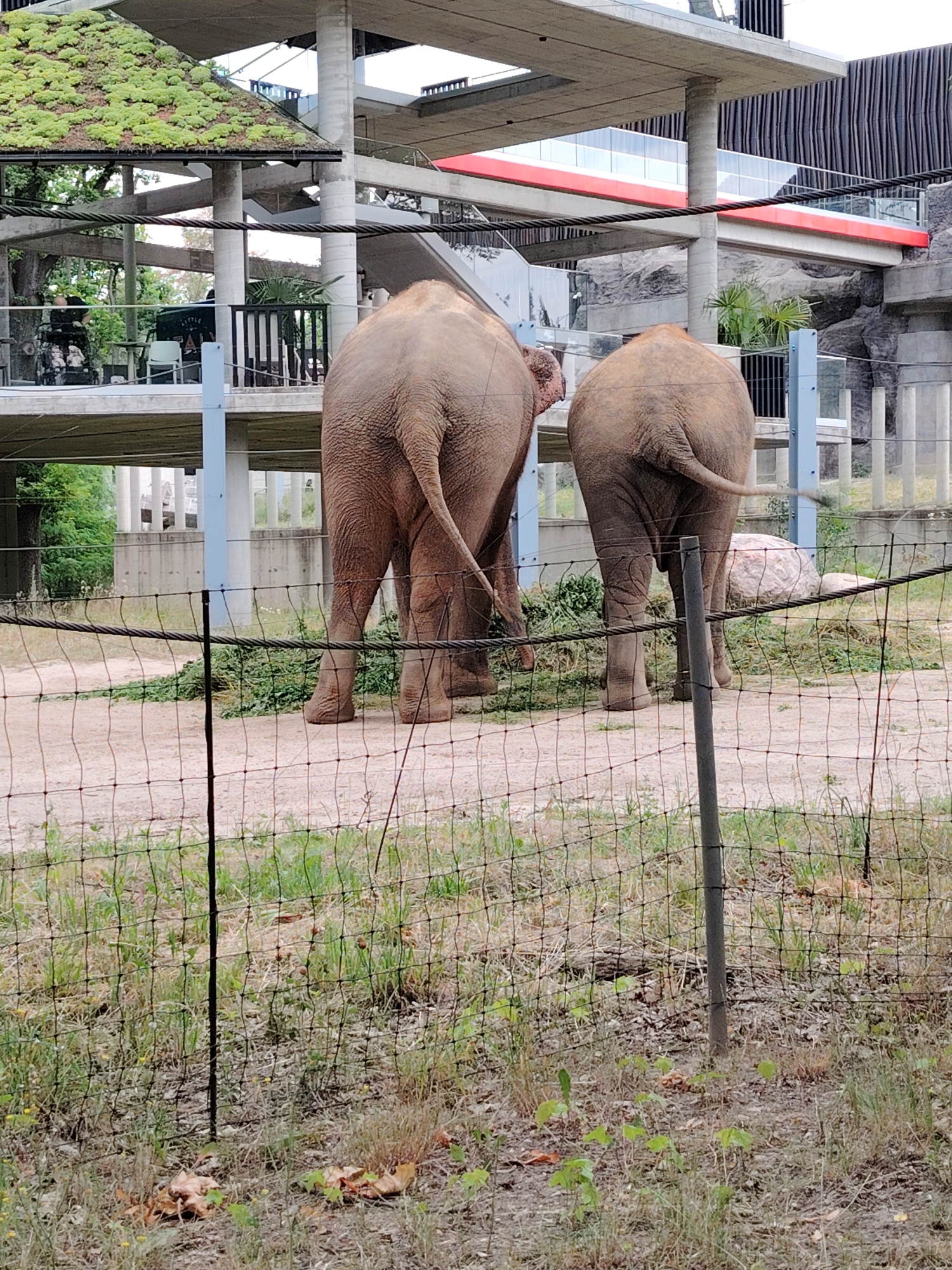 The image shows the hindquarters of two elephants standing in an enclosure. The elephants are facing away from the camera. The enclosure appears to be part of a zoo or wildlife park, with a fence in the foreground and a building with a green roof in the background. The building has multiple levels and appears to be modern in design. There are trees and other vegetation visible in the background, as well as some rocks and debris on the ground in the enclosure. The ground is covered with sand and some sparse grass.
The specific location of this image is the Łódź Zoo in Łódź, Poland. The building in the background is part of the zoo's elephant house, which features an extensive green roof designed to blend in with the natural environment.