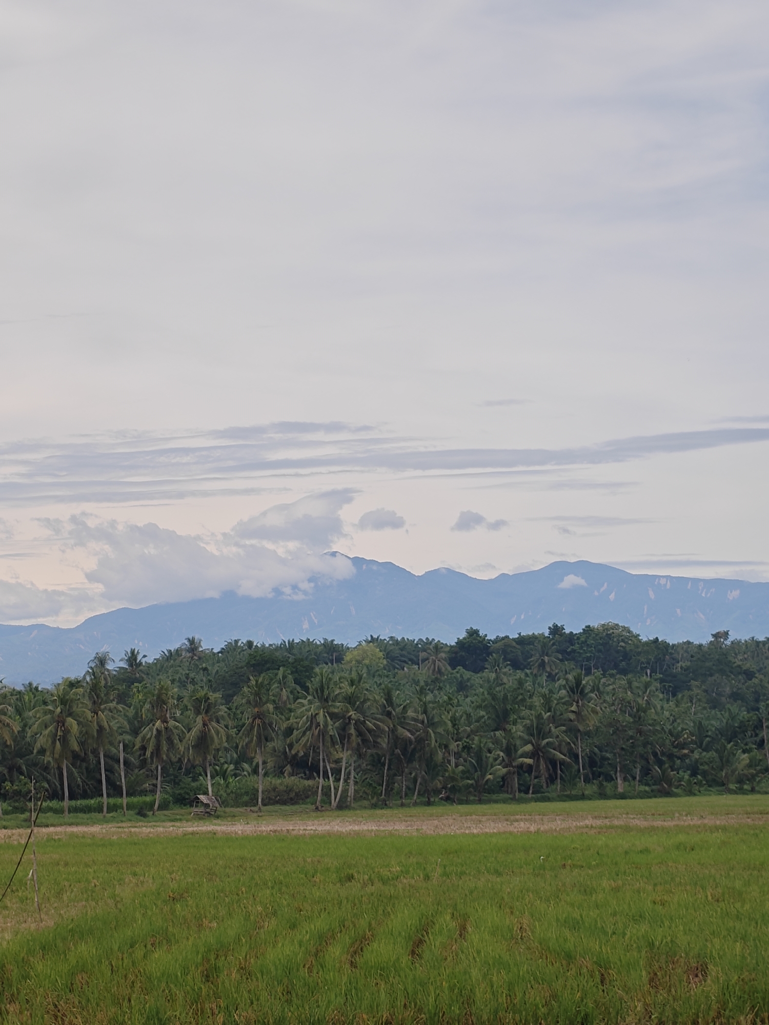 This forensic image depicts an expansive rural landscape in Cotentung, Indonesia. The upper portion of the frame shows an overcast sky characterized by light grey and white clouds, some forming horizontal stratiform bands. Below the sky, a distant mountain range, rendered in blue hues, stretches across the horizon, with several peaks partially obscured by clouds. Some lighter, possibly exposed rock formations, are visible on the mountain slopes. A dense, verdant forest, primarily composed of numerous tall palm trees, occupies the midground, forming a clear boundary between the mountains and the foreground. Within this tree line, slightly left of center, a small, rustic, open-sided shelter with a light-colored thatched roof is visible. The foreground is dominated by a lush green field, consistent with a rice paddy, showing subtle linear patterns from cultivation. A thin, dark vertical pole is present on the far left edge of the foreground. No human figures or distinct animal subjects are identifiable within the scene. The lighting is soft and diffuse, indicating an overcast daytime.
