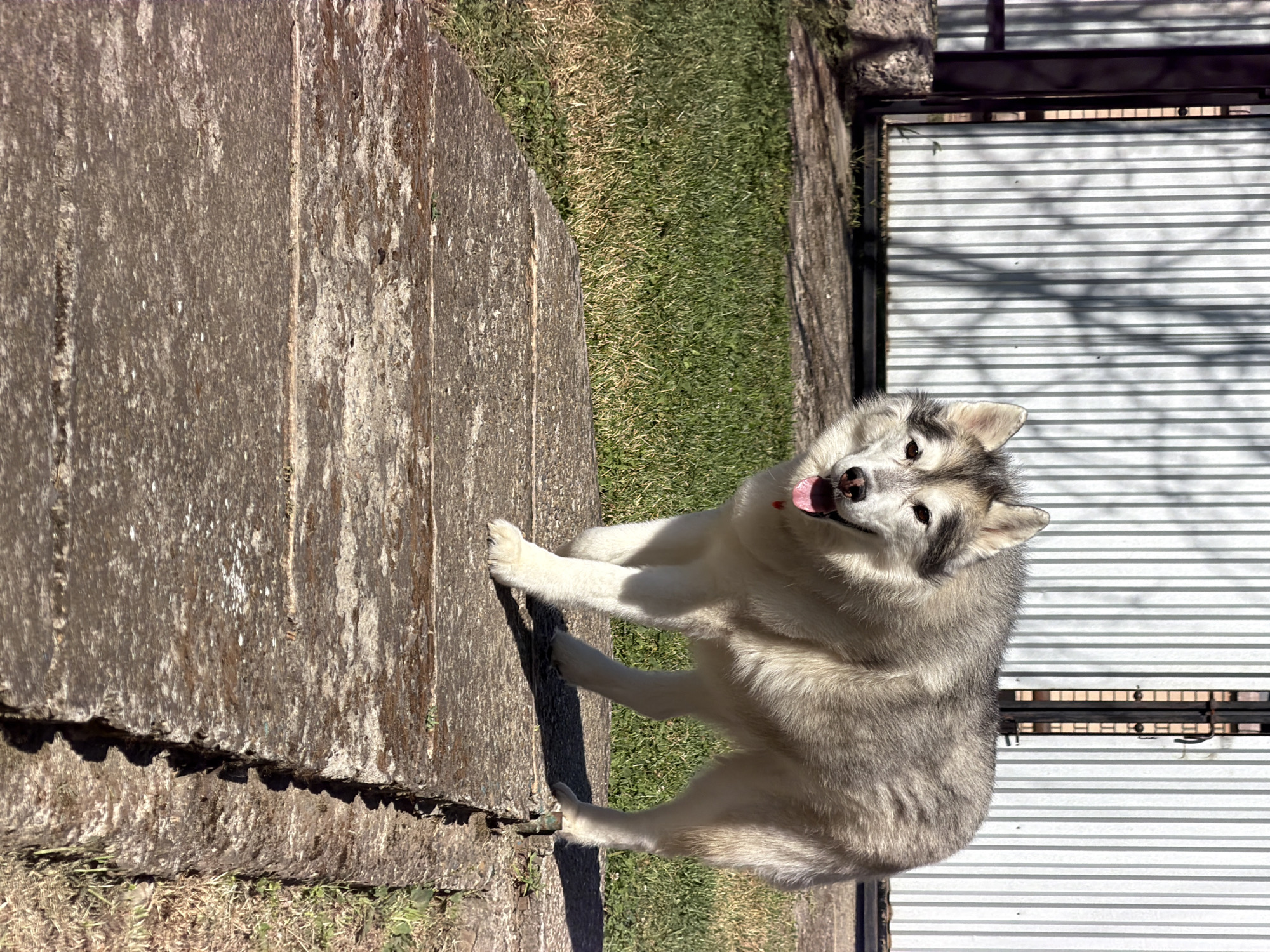 An adult husky dog with gray and white fur stands on a concrete path in an outdoor setting. The dog is facing the camera with its mouth open and tongue visible. Behind the dog is a grassy area and a corrugated metal fence. The sun is shining, casting shadows on the ground and the fence. The concrete path appears to be made of large, weathered slabs. The overall environment suggests a backyard or a public park area.