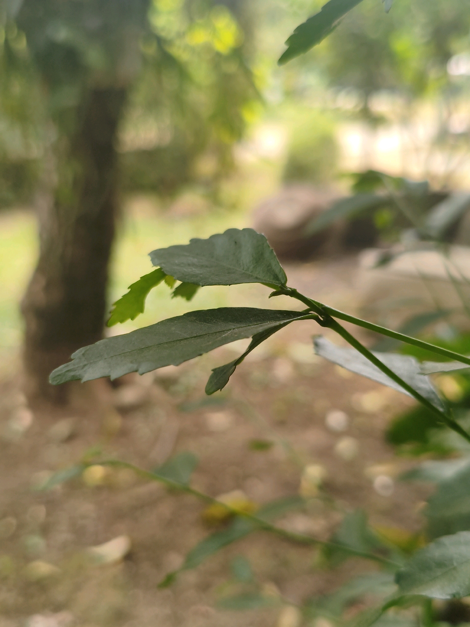 The image is a close-up shot of green leaves and stems, with a blurred background suggesting an outdoor setting. The leaves are varied in size and shape, with some appearing serrated along the edges. A tree trunk is visible in the mid-ground to the left, and the ground appears to be covered in dry leaves and possibly soil. The lighting suggests it is daytime, with dappled light filtering through. The overall scene has a natural, possibly garden or park-like, ambiance. The image does not contain any people or specific identifiable landmarks that would indicate its location in Bogor, Indonesia.