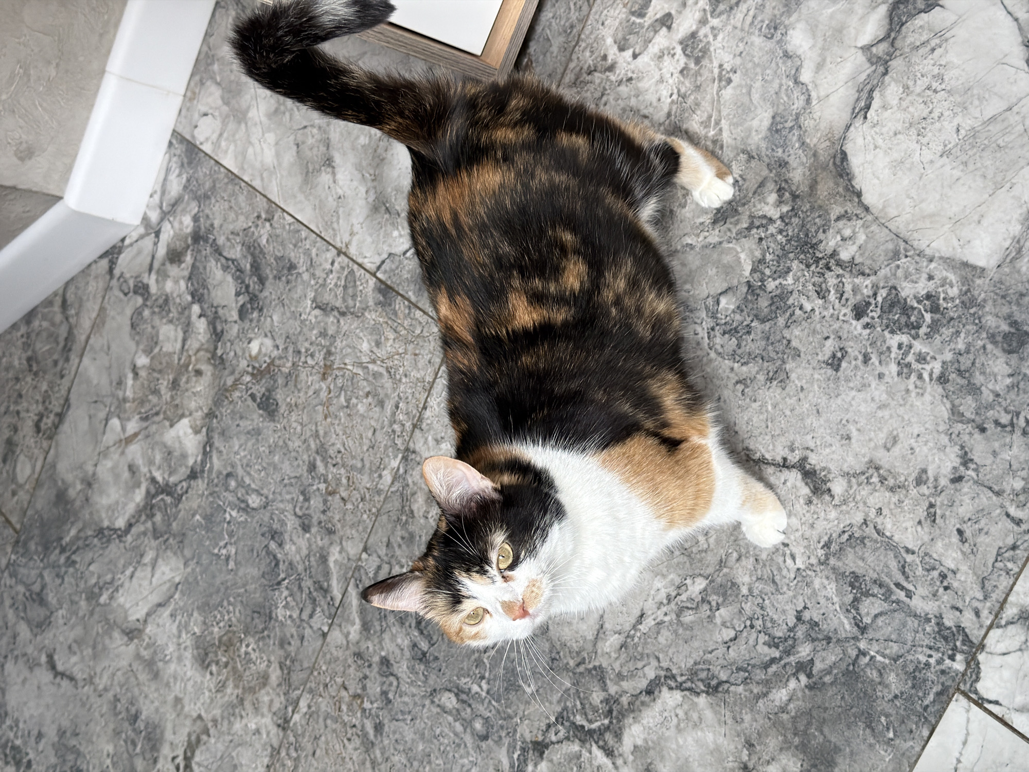 A calico cat lies on a gray marble tile floor. The cat is positioned in the center of the frame, with its head oriented towards the lower left corner and its tail towards the upper left corner. The cat's coat features a mix of black, orange, and white. The cat has a white chest and paws. A portion of a white baseboard and a wooden-framed object are visible in the upper left corner of the image. The background consists entirely of the marble tile floor. The image was taken in Rossiyskiy, Russia.