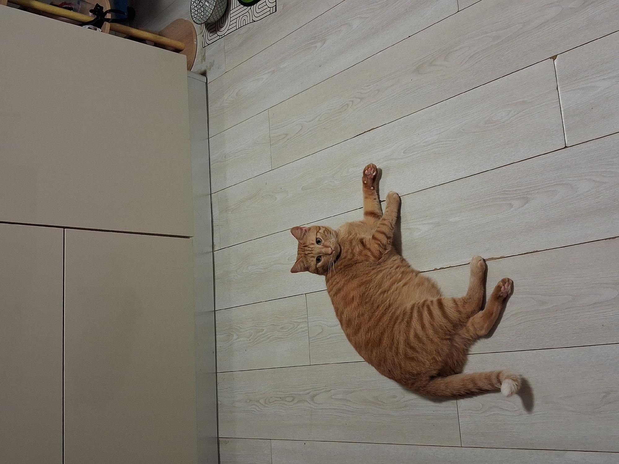 A full-length, overhead shot depicts an orange tabby cat lying on a light-colored, wood-grain floor. The cat is positioned diagonally across the frame, with its head turned to face the camera. A light-colored cabinet is visible in the lower-left corner of the frame. The location is Unknown, Unknown.