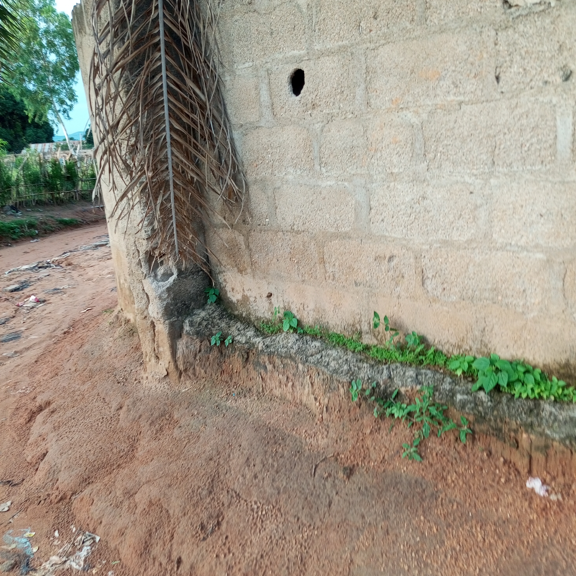 A low-angle, eye-level shot depicts the exterior of a light-colored, rough-textured concrete block wall, partially obscured by dried, brown palm fronds on the left. The wall exhibits a circular dark opening, approximately fist-sized, near the top center. A strip of small, vibrant green plants grows along the base of the wall, differentiating the concrete from the reddish-brown soil. The ground in the foreground is a sandy, uneven surface with some scattered debris, including white plastic. To the left, a dirt path curves away from the wall and into the background, where lush green trees are visible under a bright sky. The scene appears to be an outdoor, rural or semi-rural environment, possibly in the city of Jalingo, Nigeria, given its context. There are no people or animals visible.