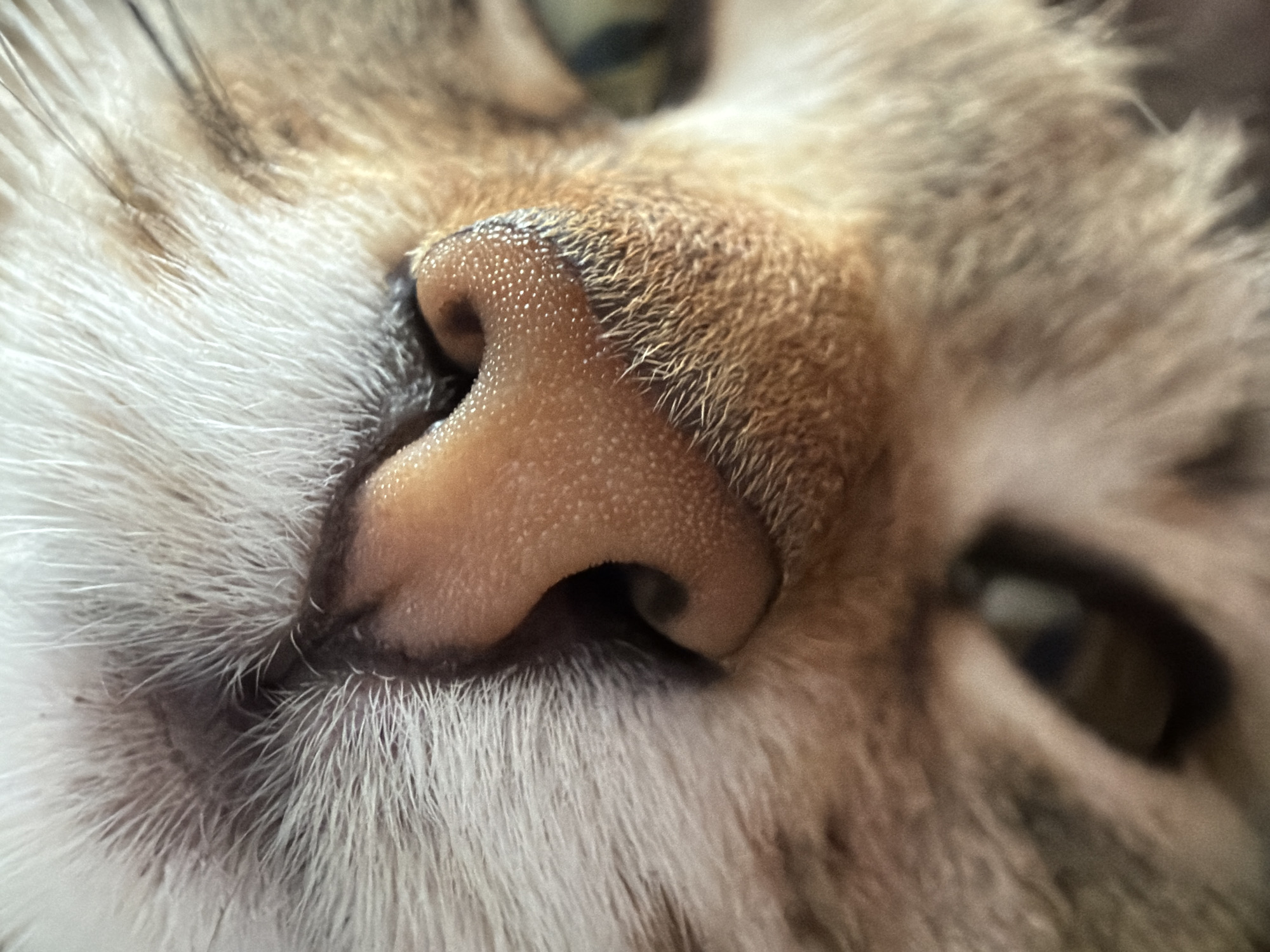 The image is a close-up shot of a cat's face, focusing primarily on its nose and surrounding fur. The cat has tan and white fur, with visible whiskers. The nose is pink and textured with small bumps. The cat's eye, with its green and brown iris, is partially visible in the upper left corner. The cat is likely indoors, as there are no environmental cues indicating an outdoor location.
This image does not appear to contain any information about the city of Chaikovsky, Russia, nor does it contain any people, objects, interactions, or actions that can be used to establish the location.