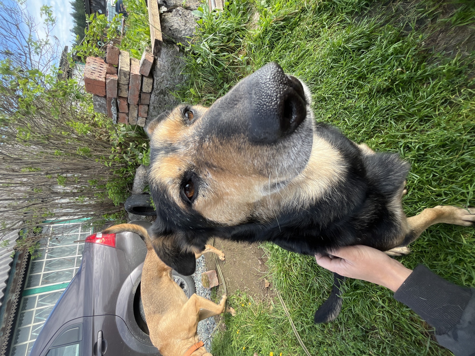 A German Shepherd dog is captured in a close-up shot, its face dominating the foreground. The dog has a black and tan coat, with prominent brown eyes and a dark, textured nose. In the background, a second, lighter-colored dog with an orange collar is partially visible, standing in a yard. The environment appears to be a rural or suburban setting, with a grey car parked near a building with white-framed windows. A pile of red bricks and some greenery, including trees and grass, are also present. A human hand, wearing a black sleeve, is gently touching the dog. The scene suggests a casual outdoor interaction. The presence of the specific type of building and vegetation is common in areas like Nizhny Tagil, Russia, where such outdoor settings are typical.